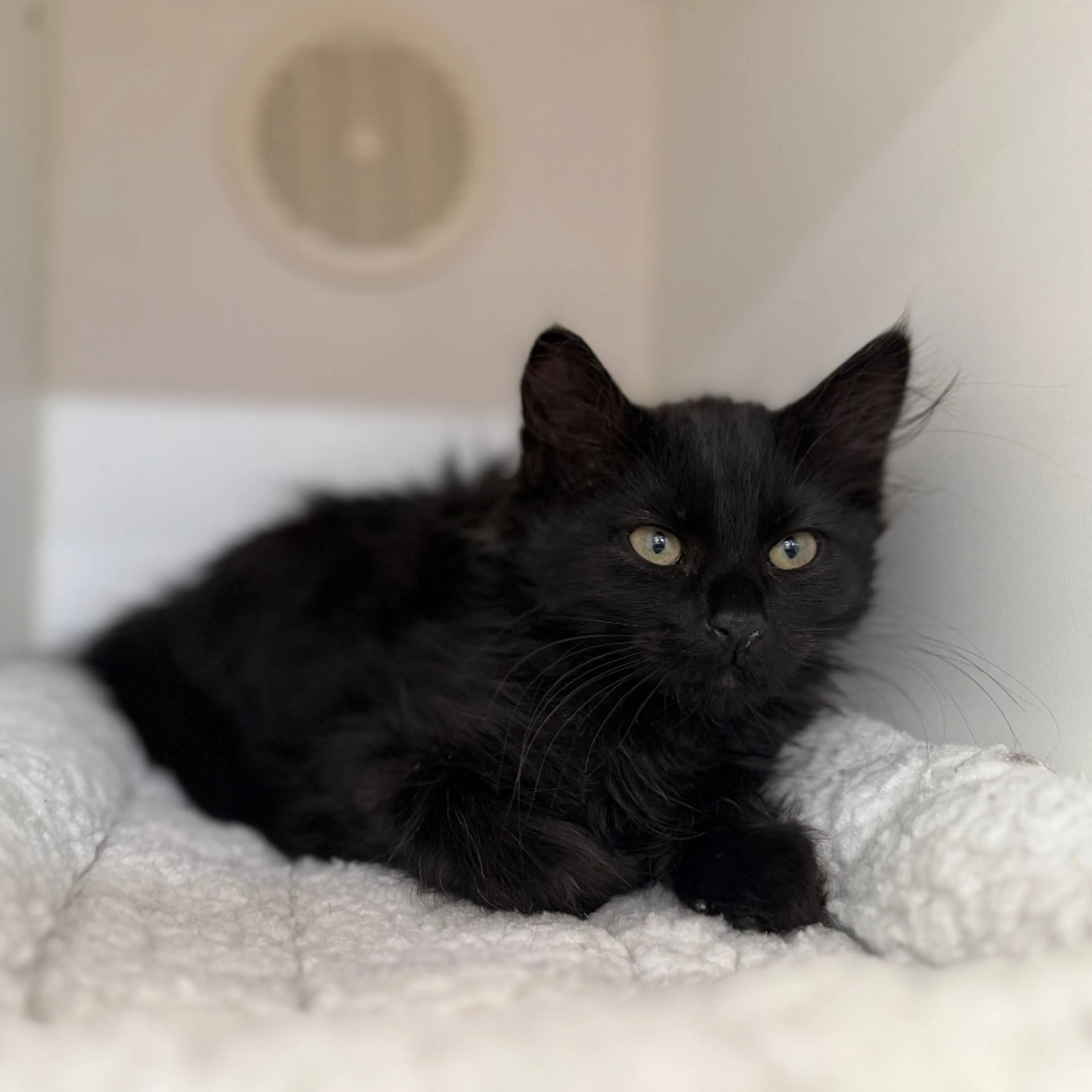 Found pet-7