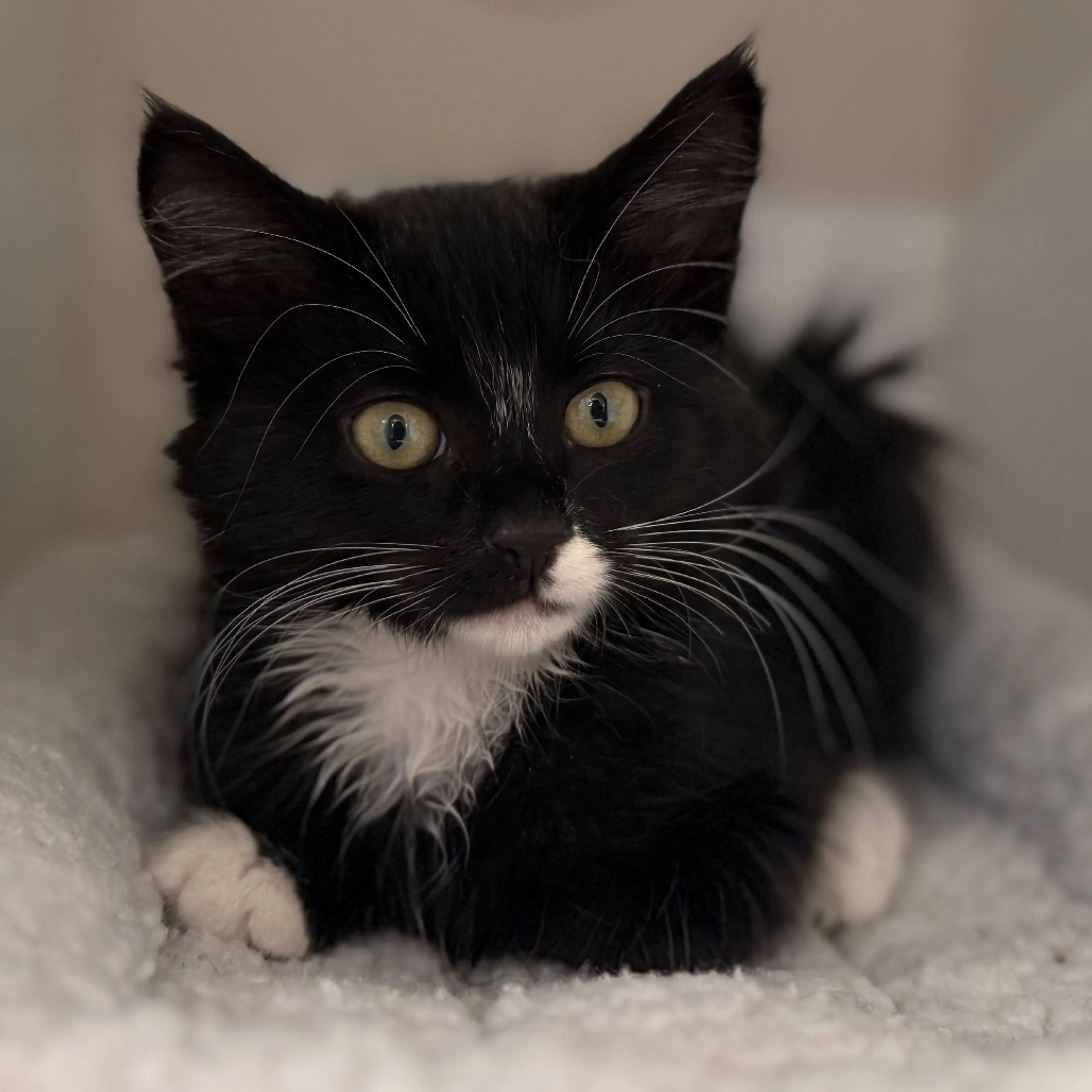 Found pet-2