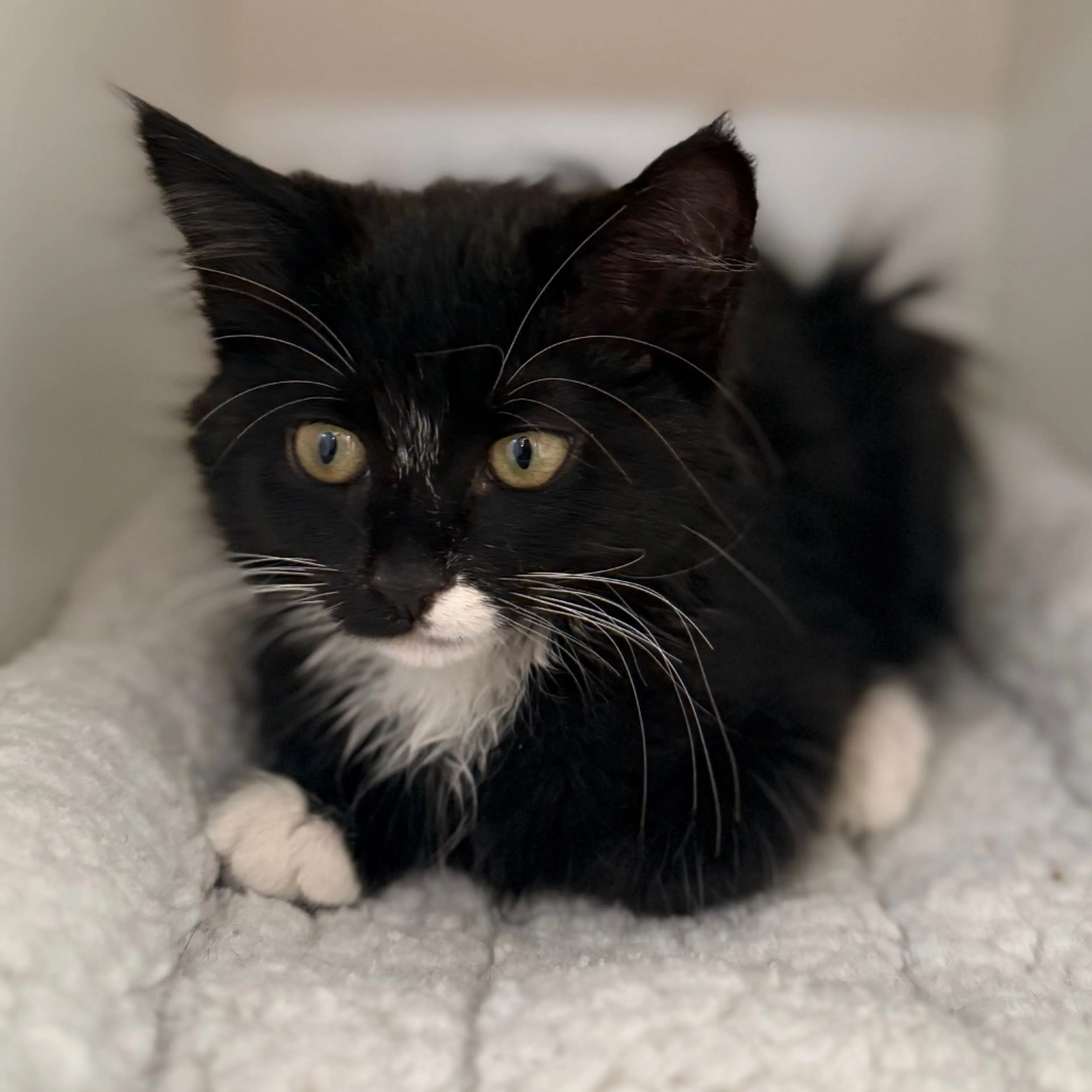 Found pet-3