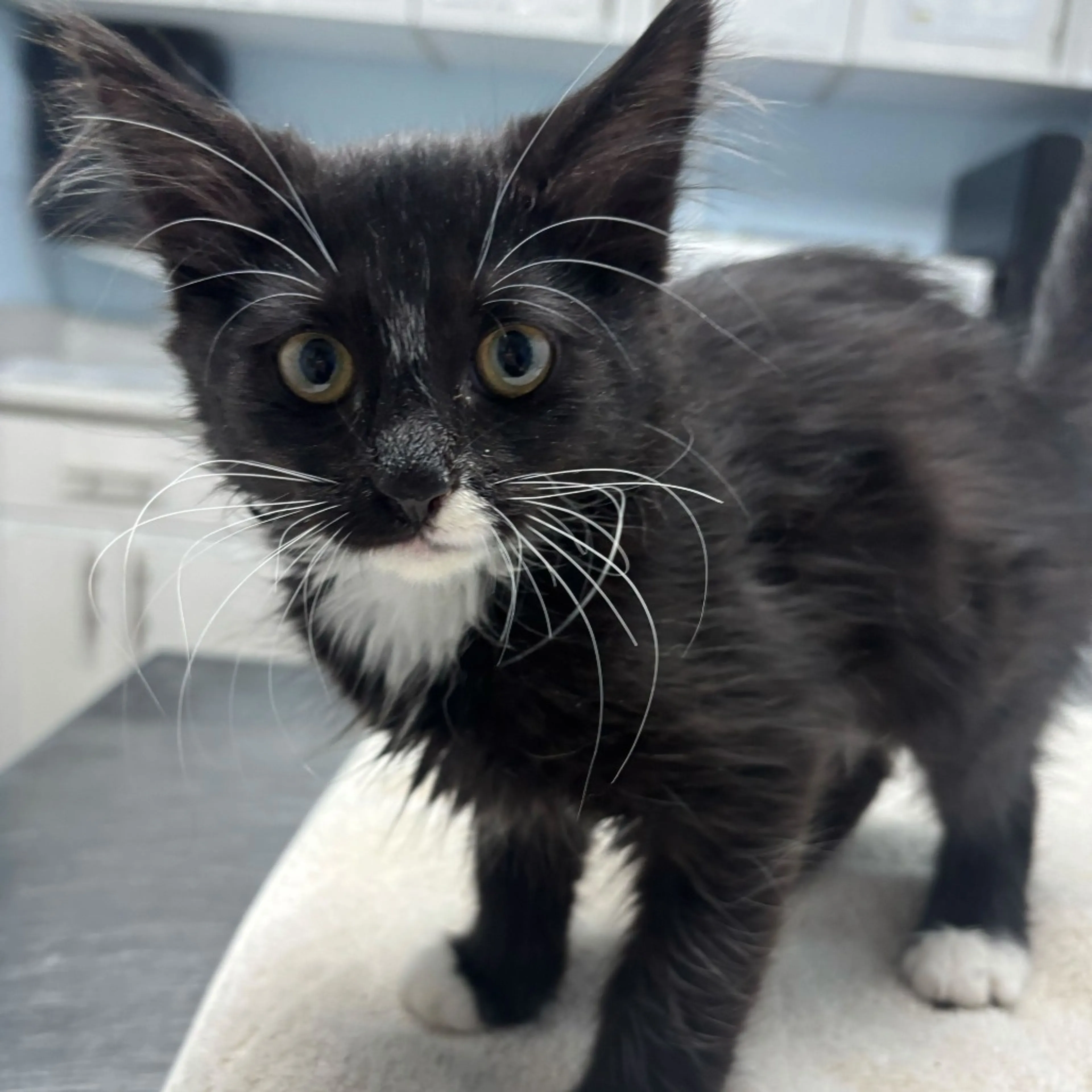 Found pet-1