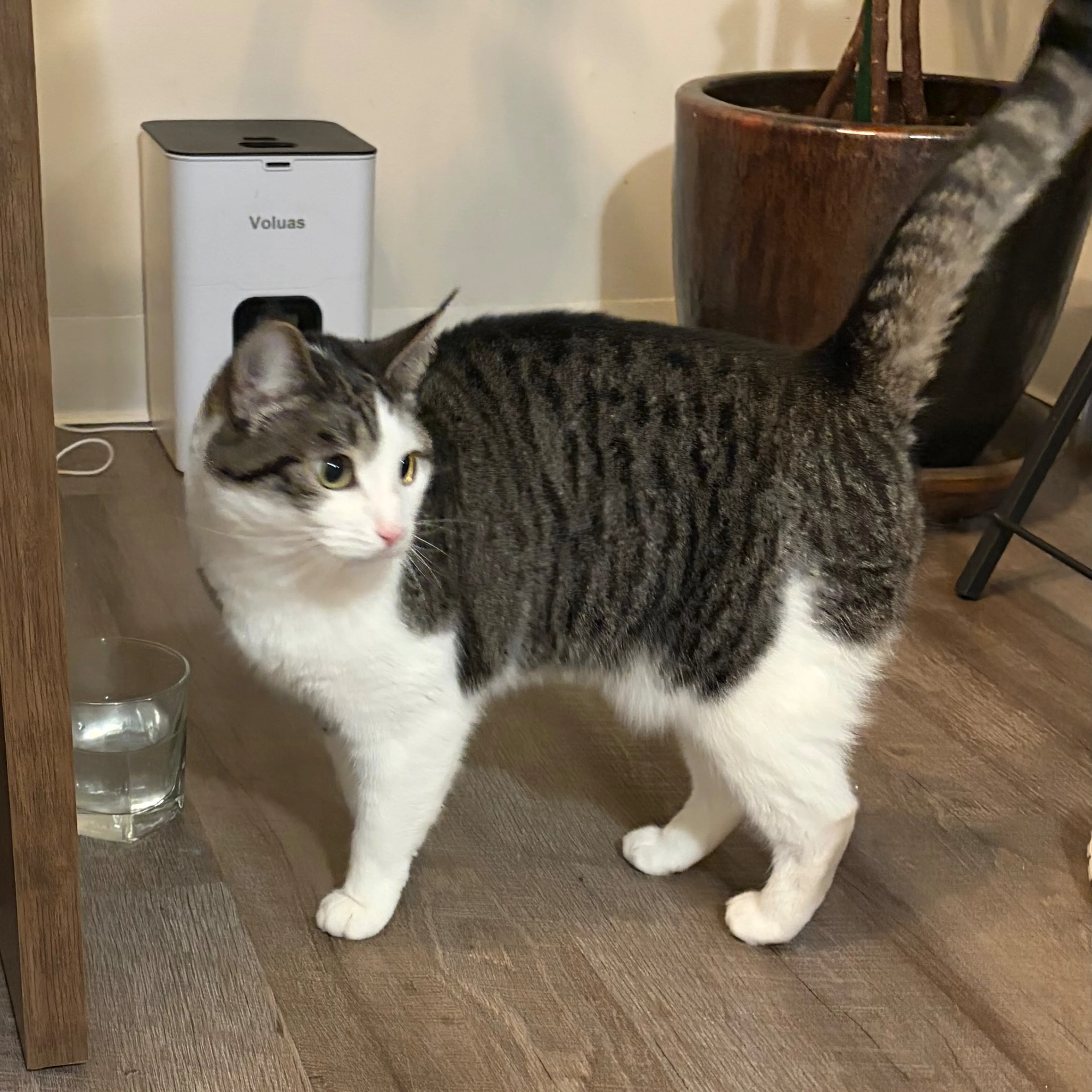 Lost pet-1