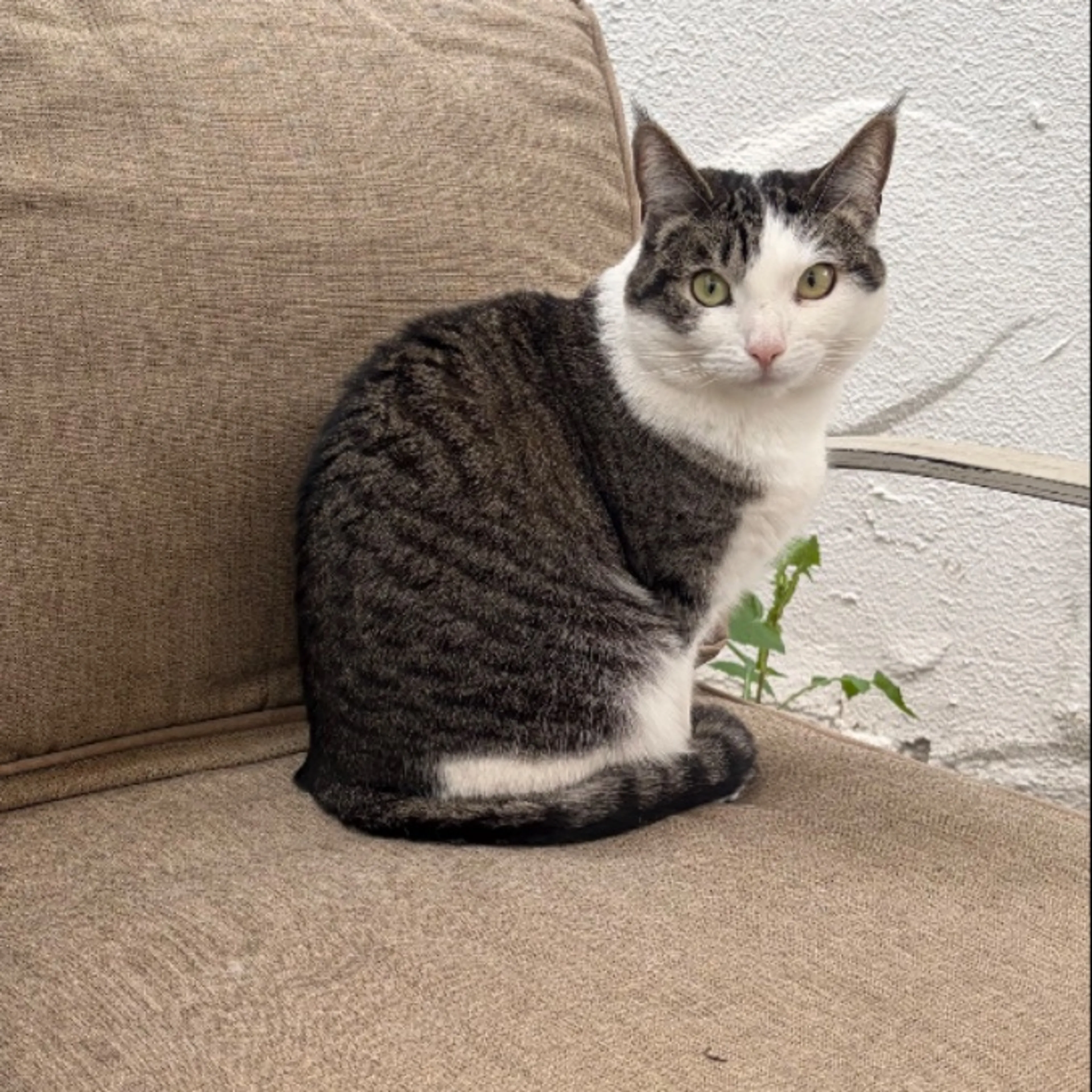 Lost pet-0