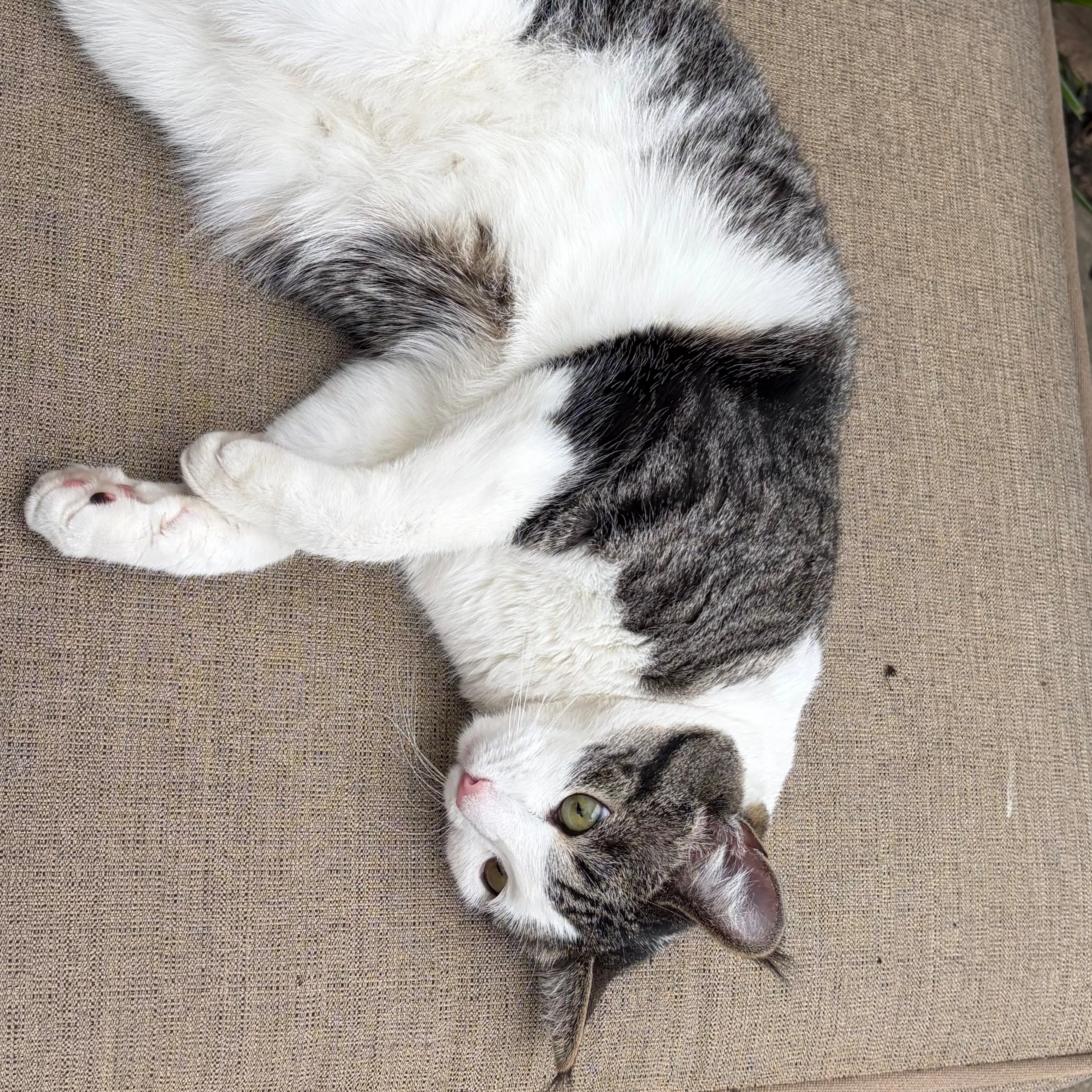Lost pet-3