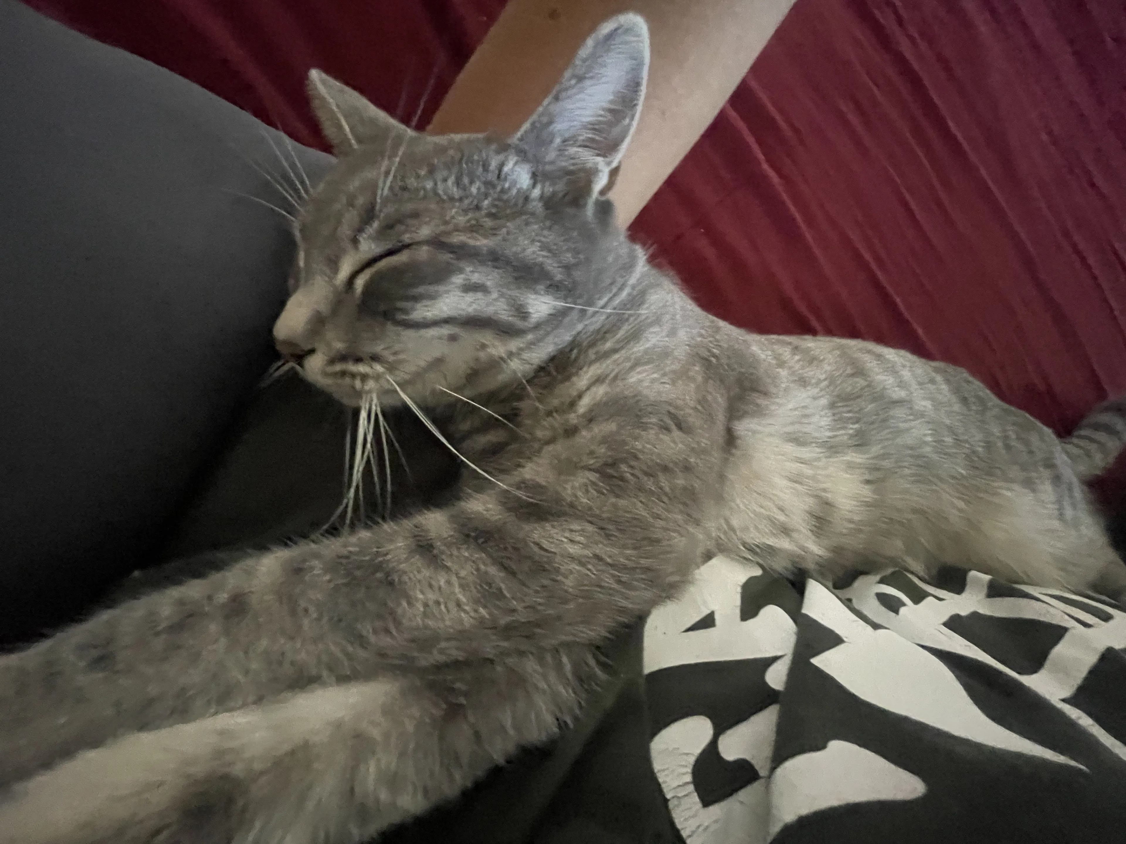 Lost pet-3