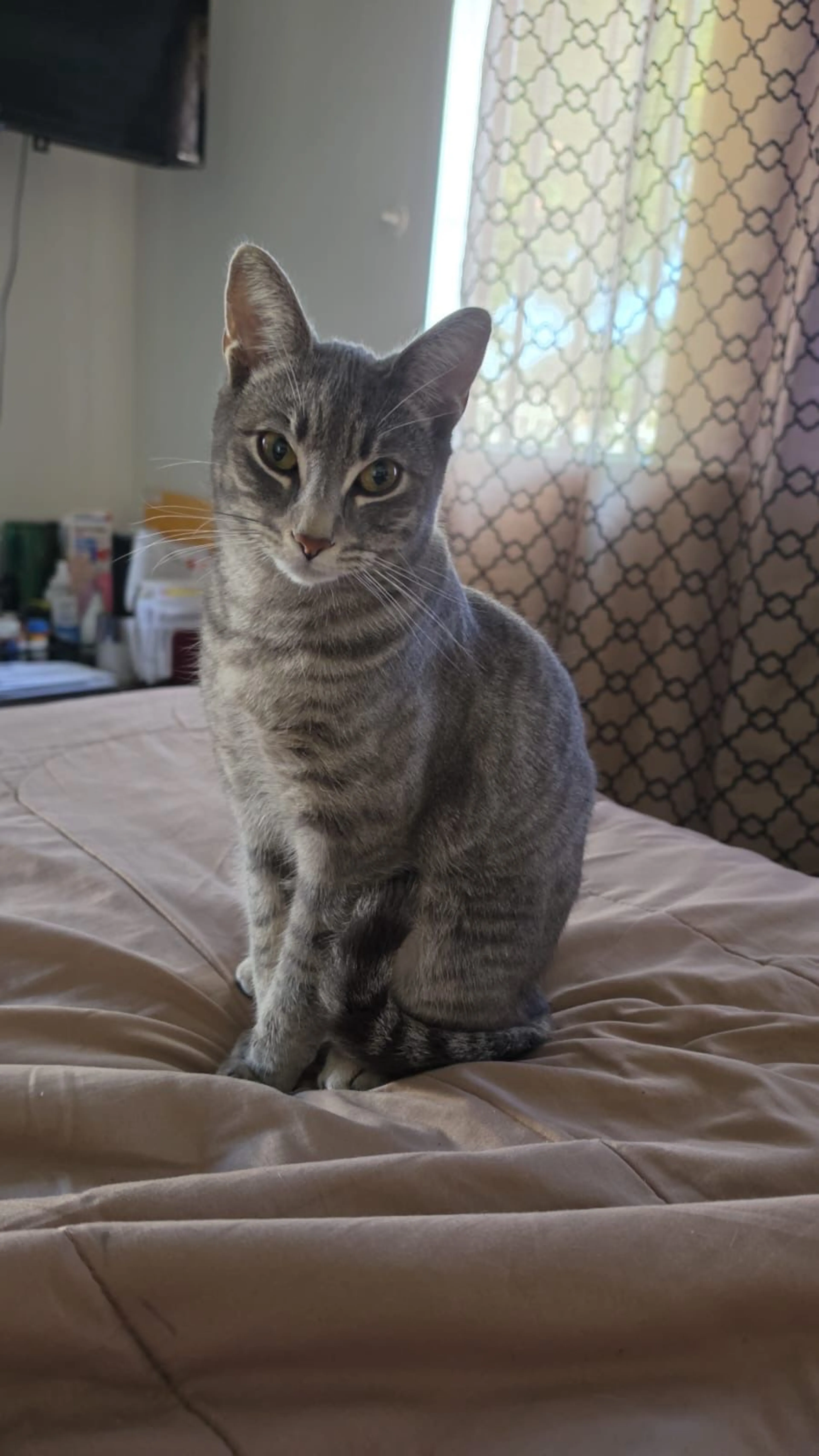 Lost pet-2