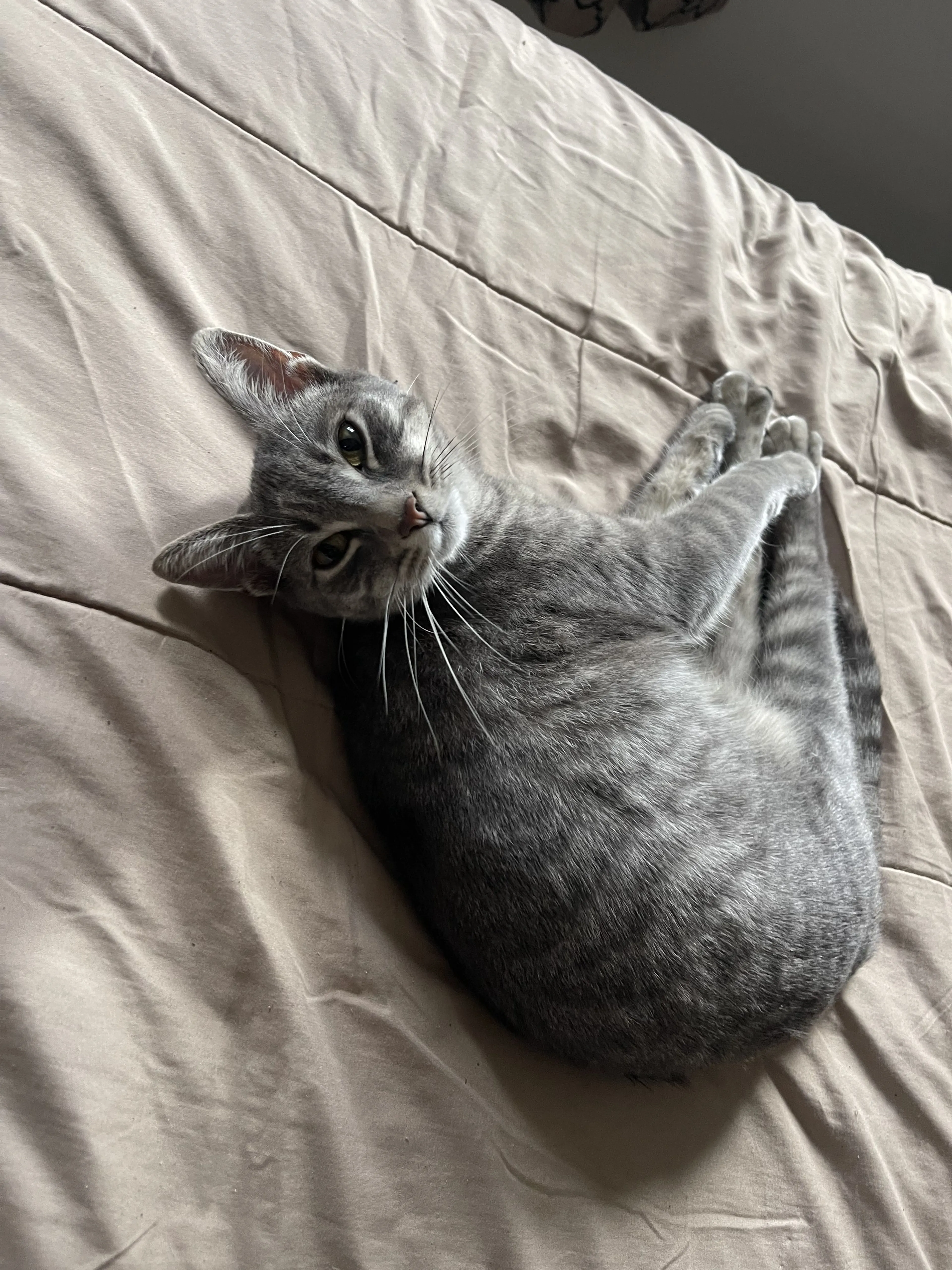 Lost pet-0