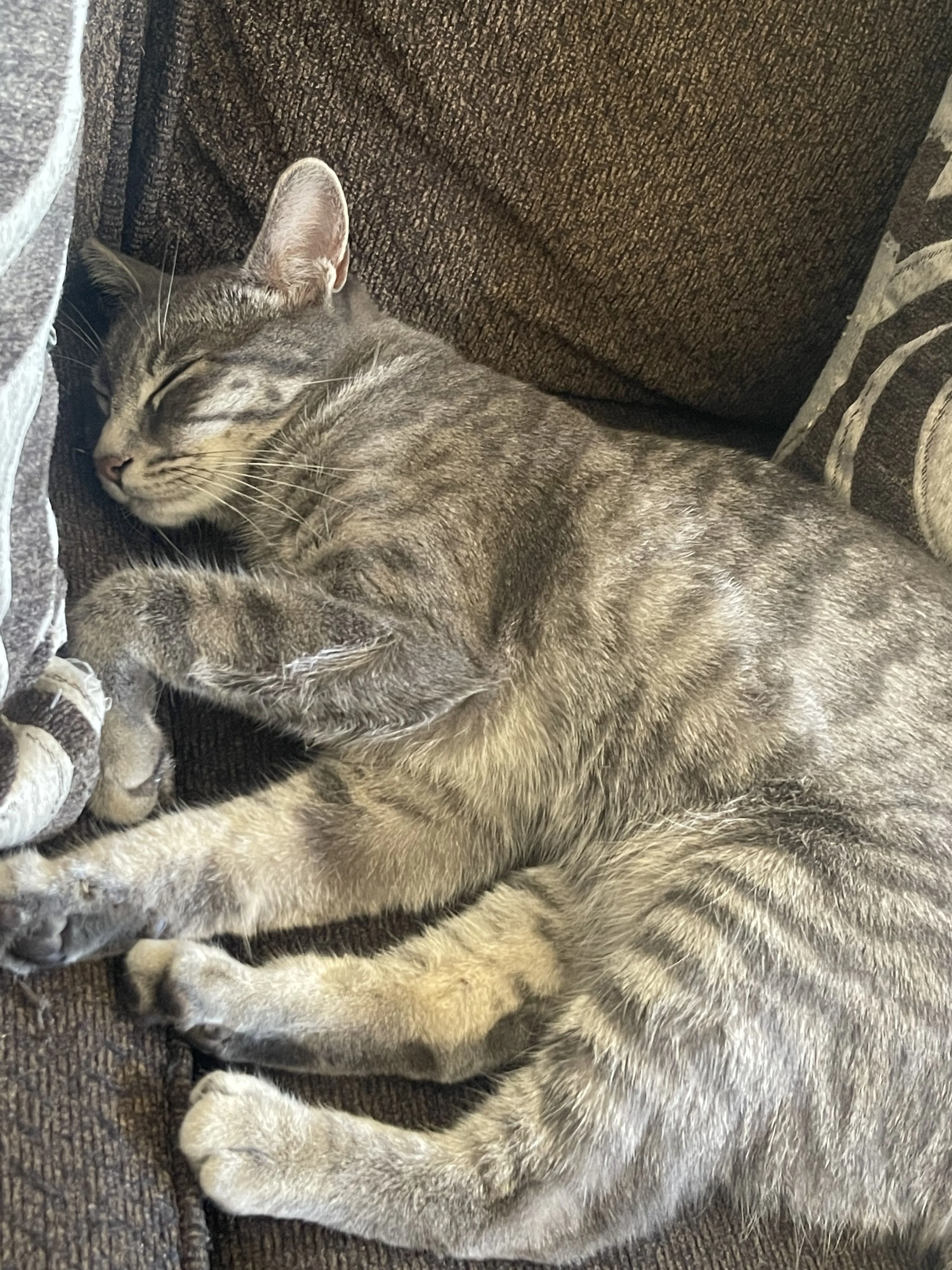 Lost pet-1