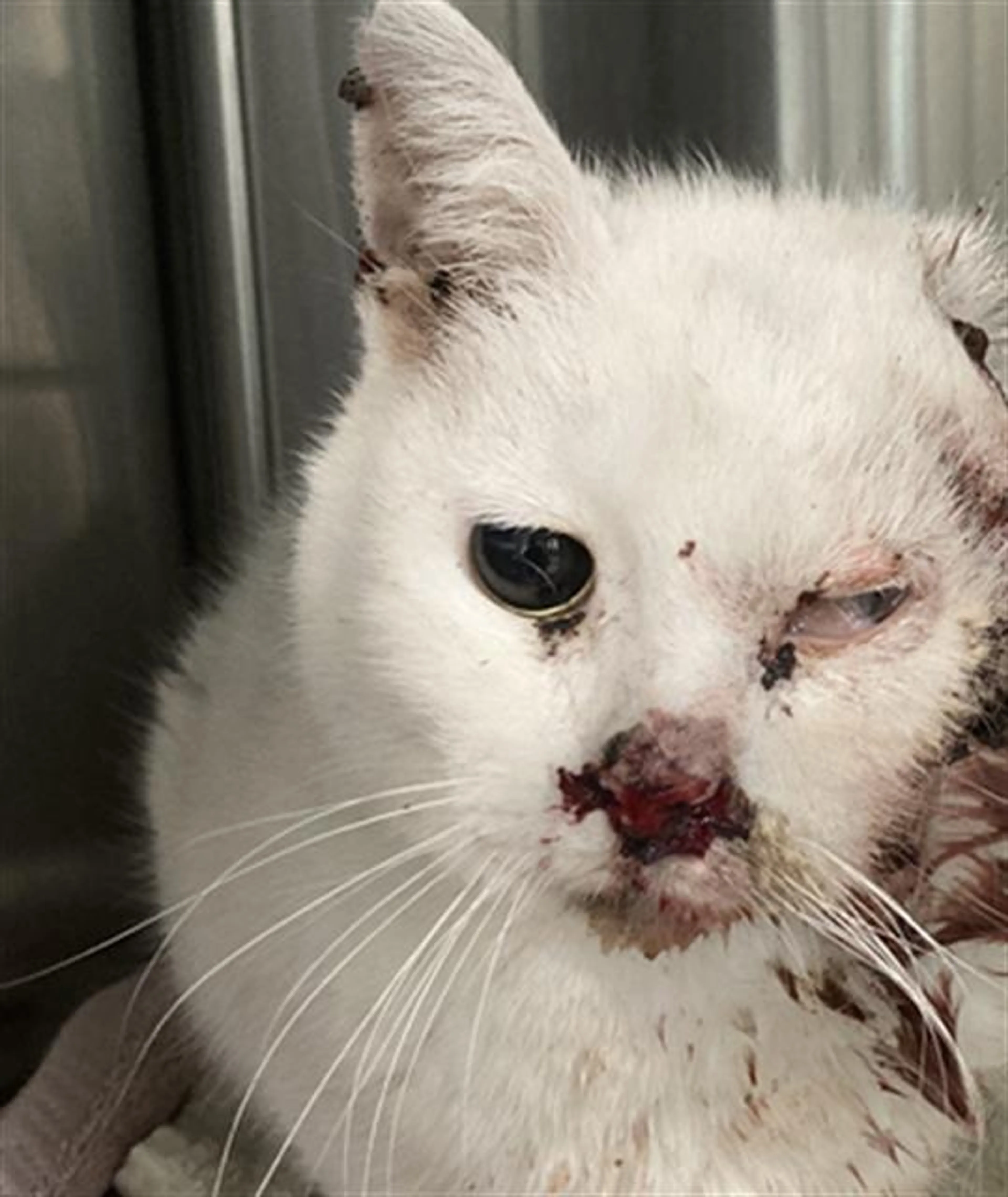 Found pet