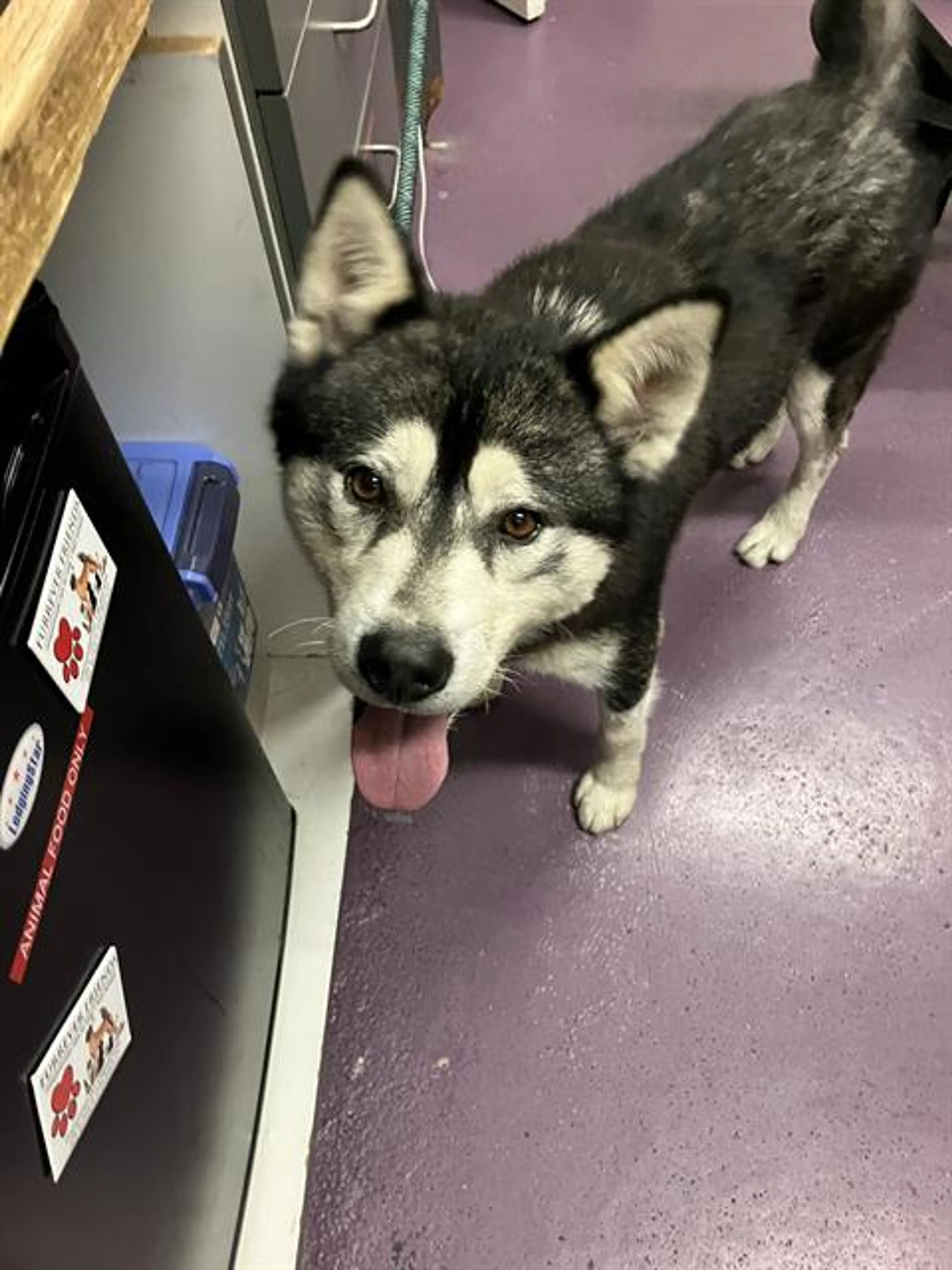 Found pet
