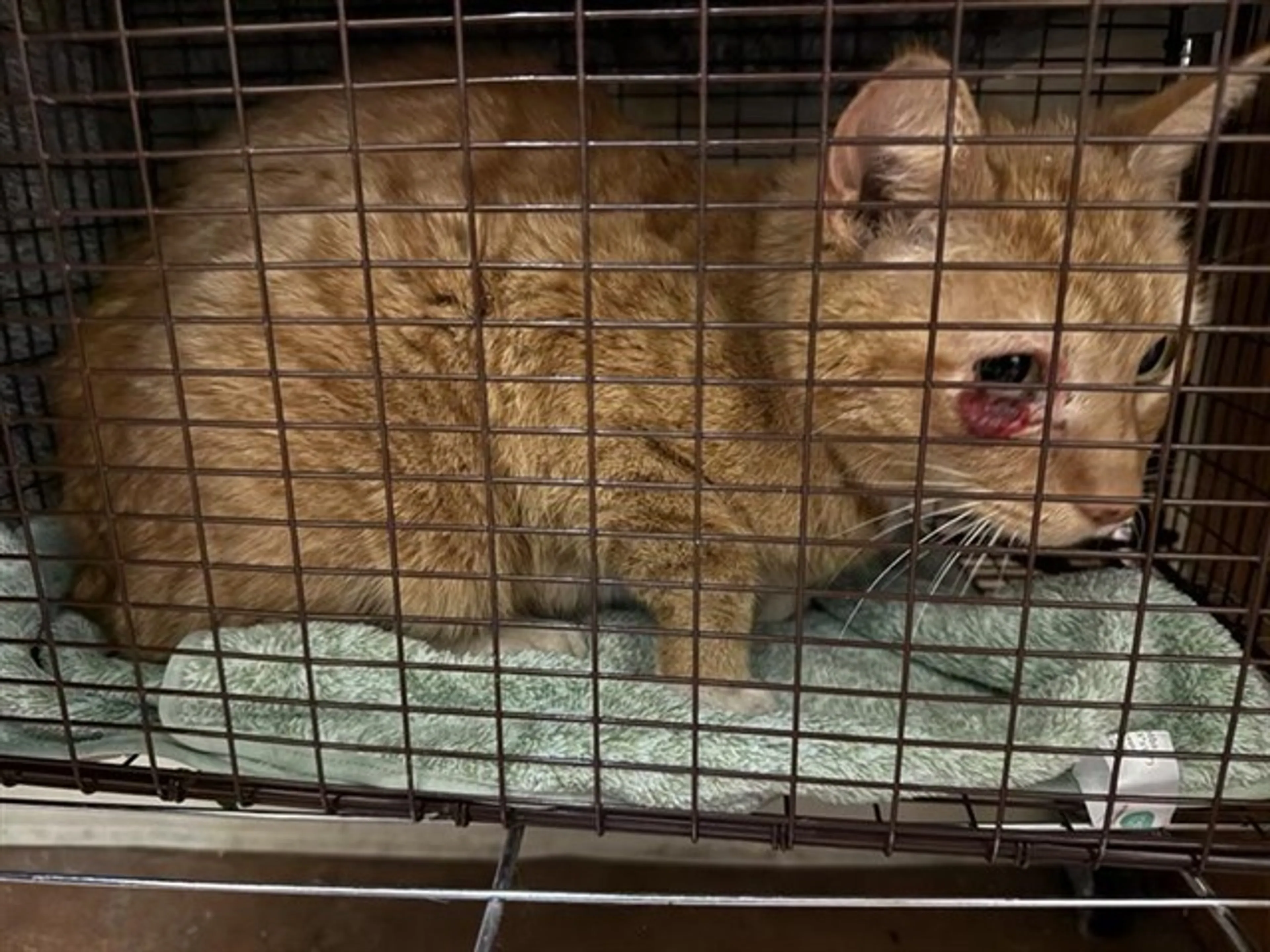 Found pet