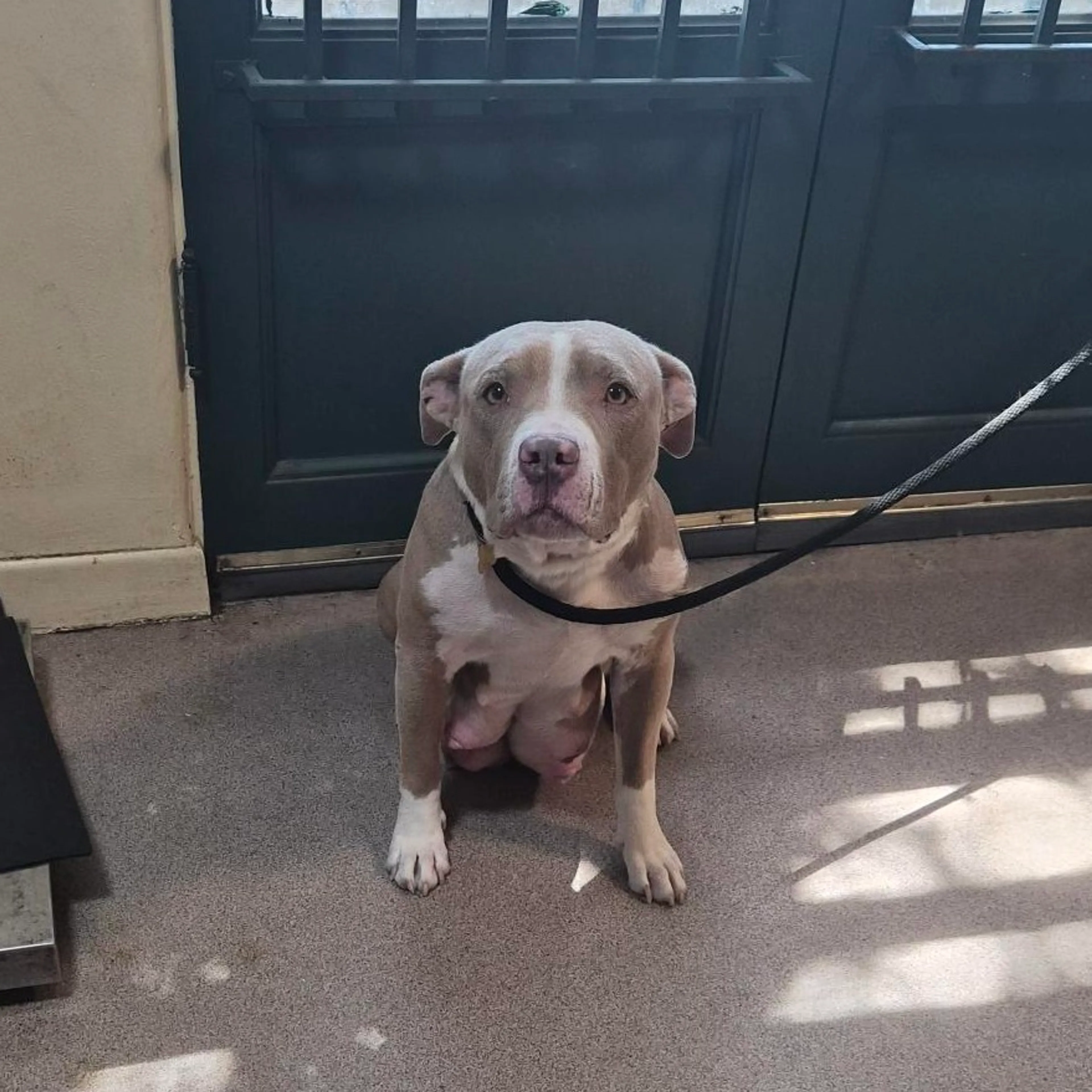 Found pet