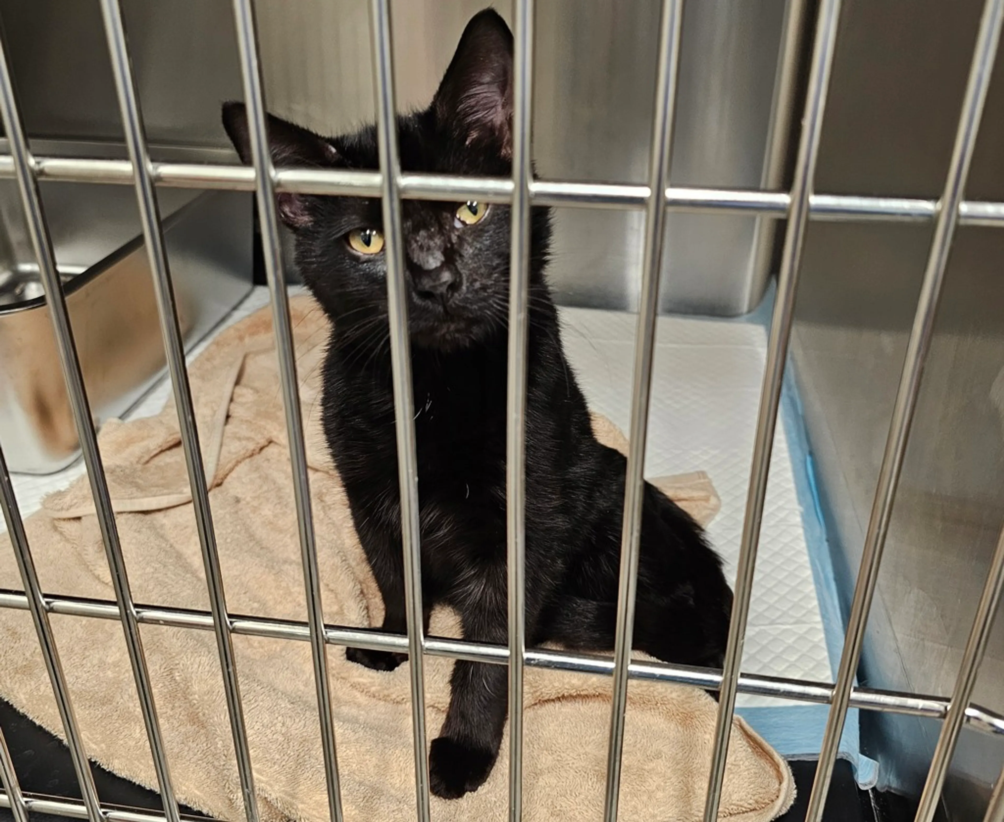 Found pet