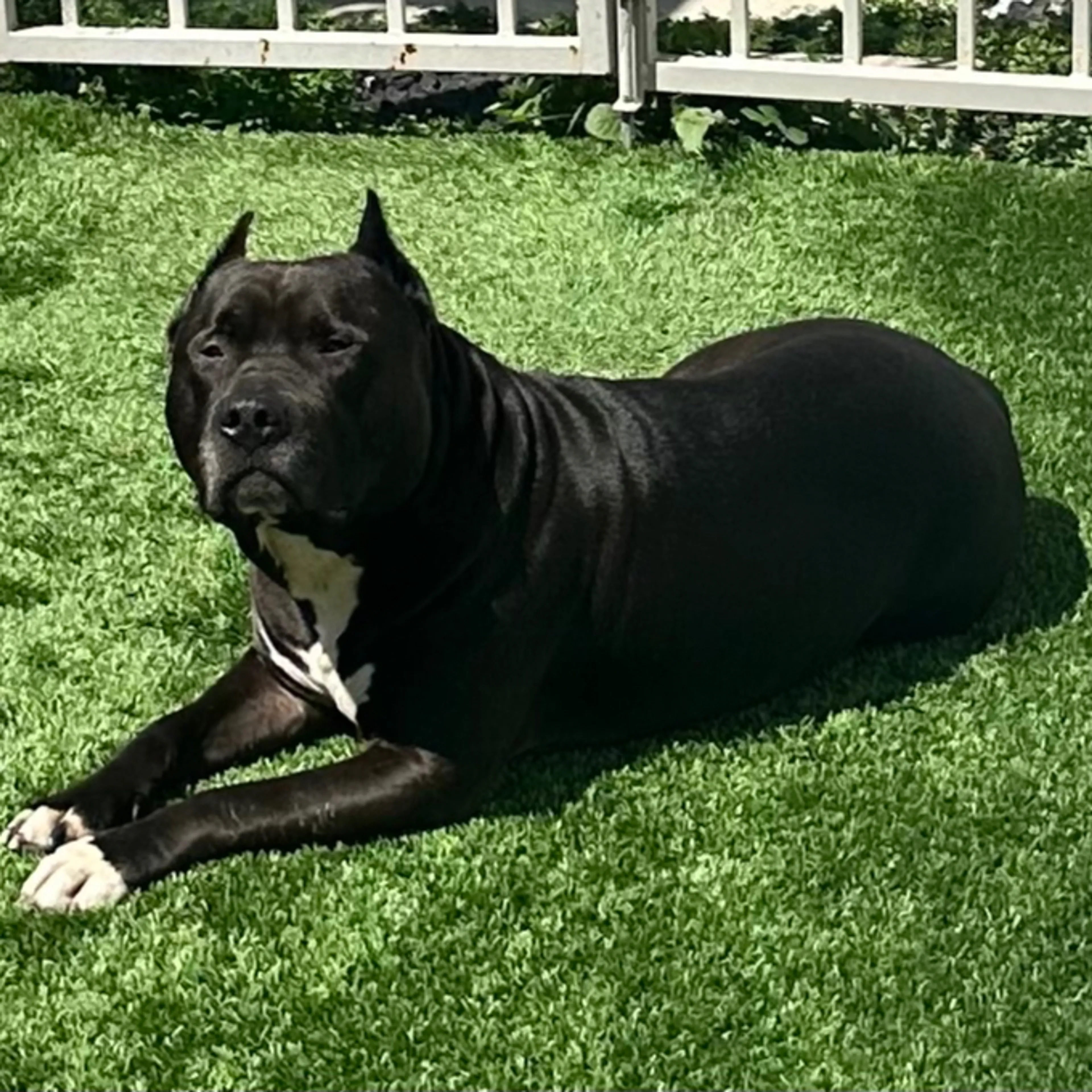 Lost pet-3