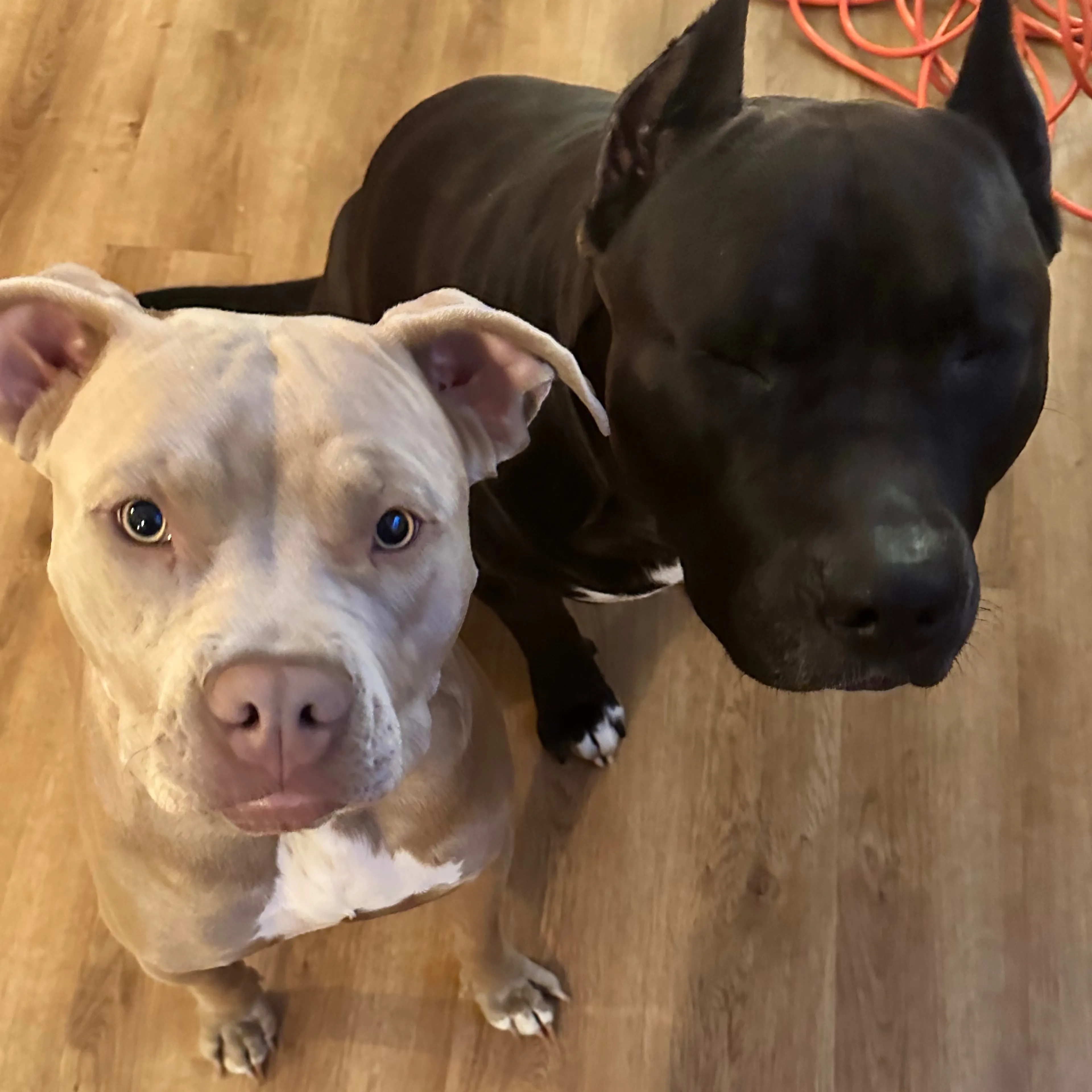 Lost pet-2