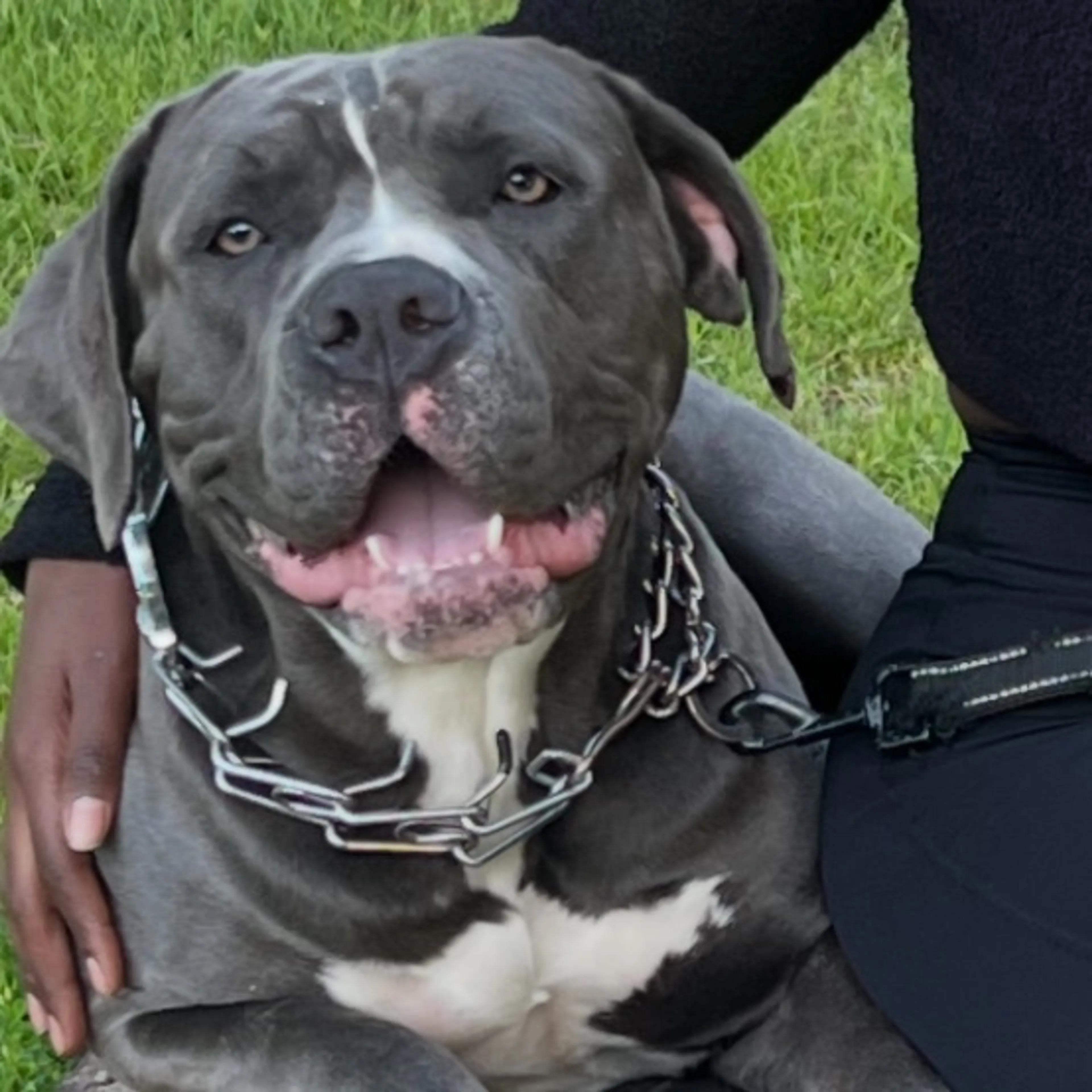 Lost pet