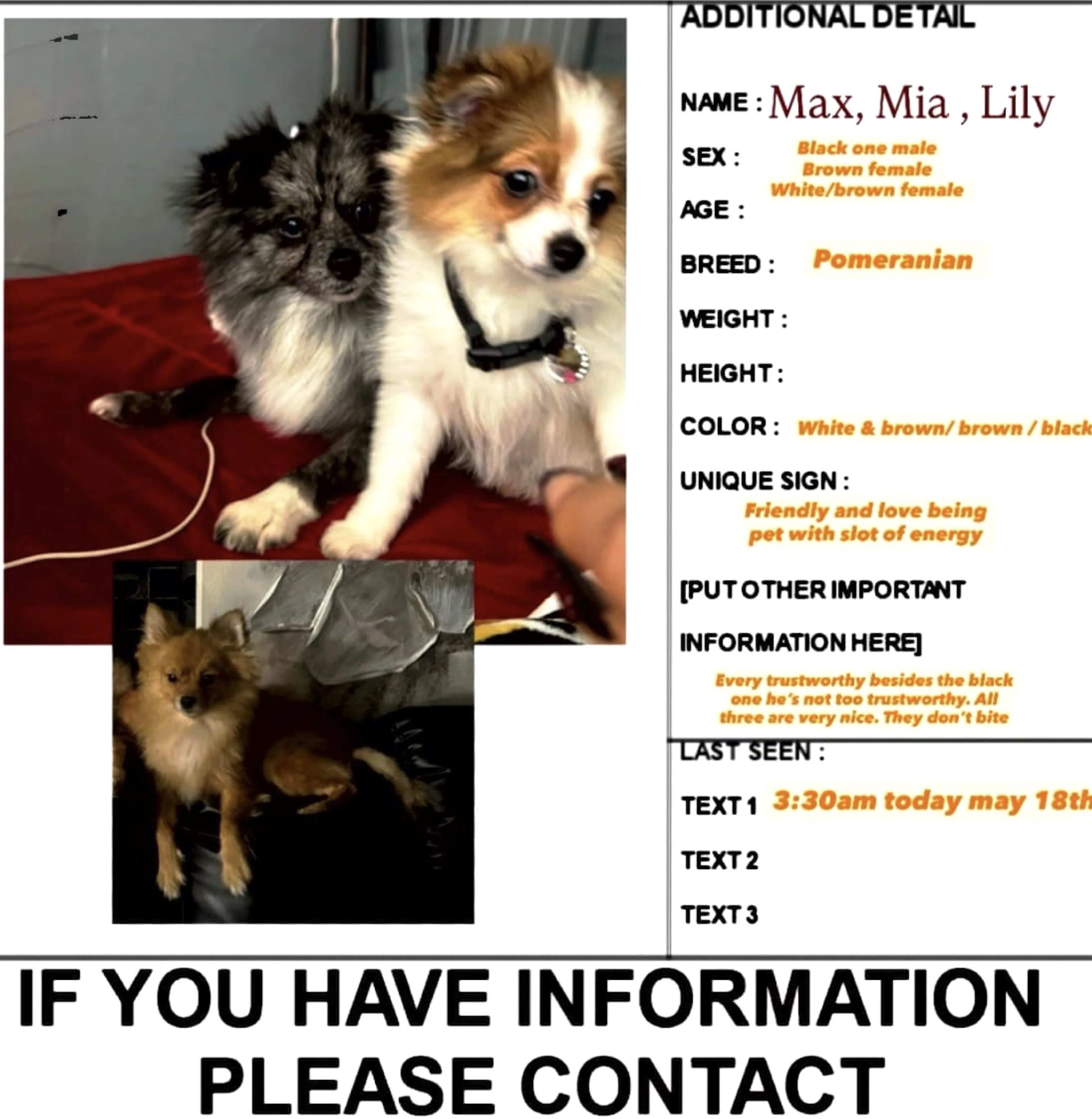 Lost pet