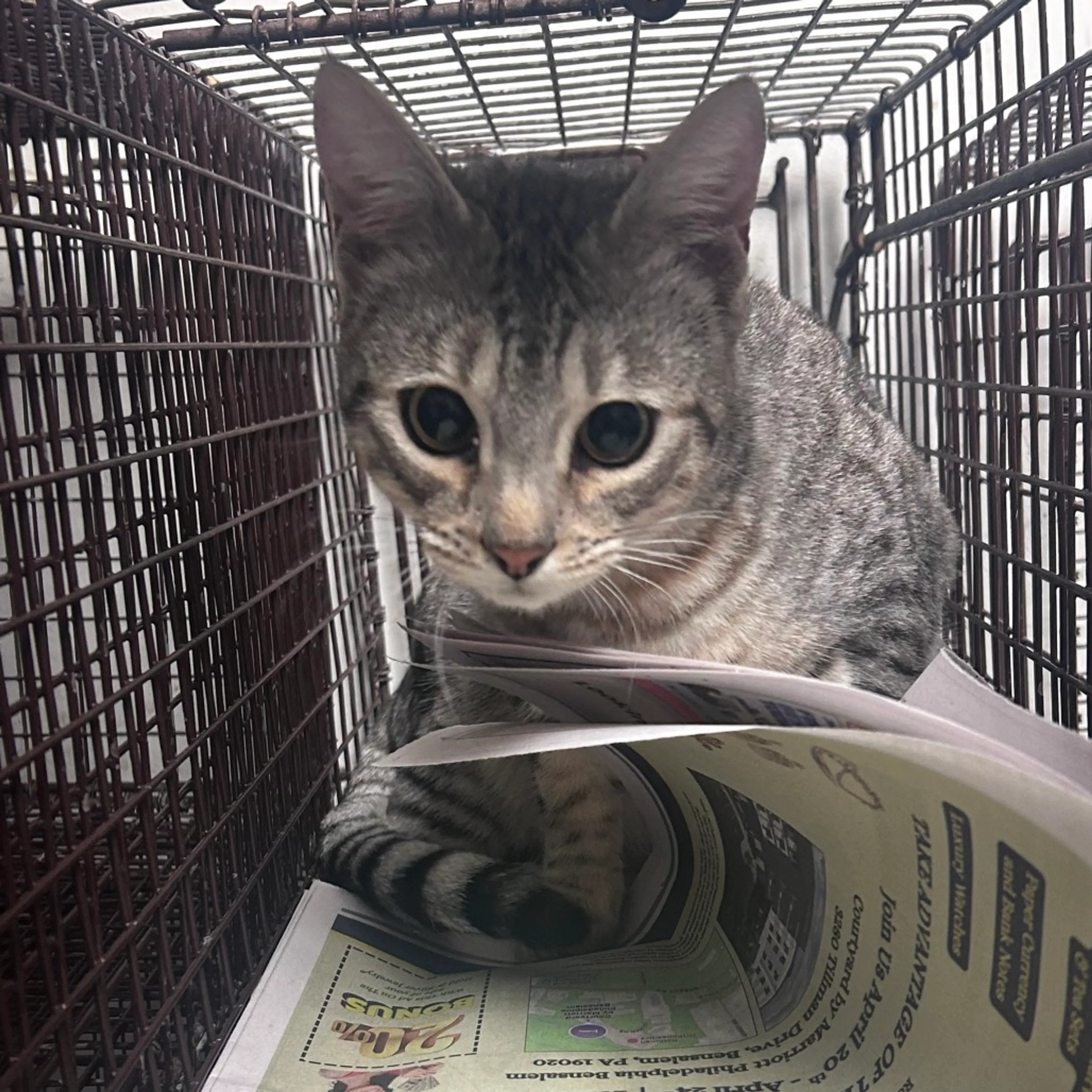 Found pet