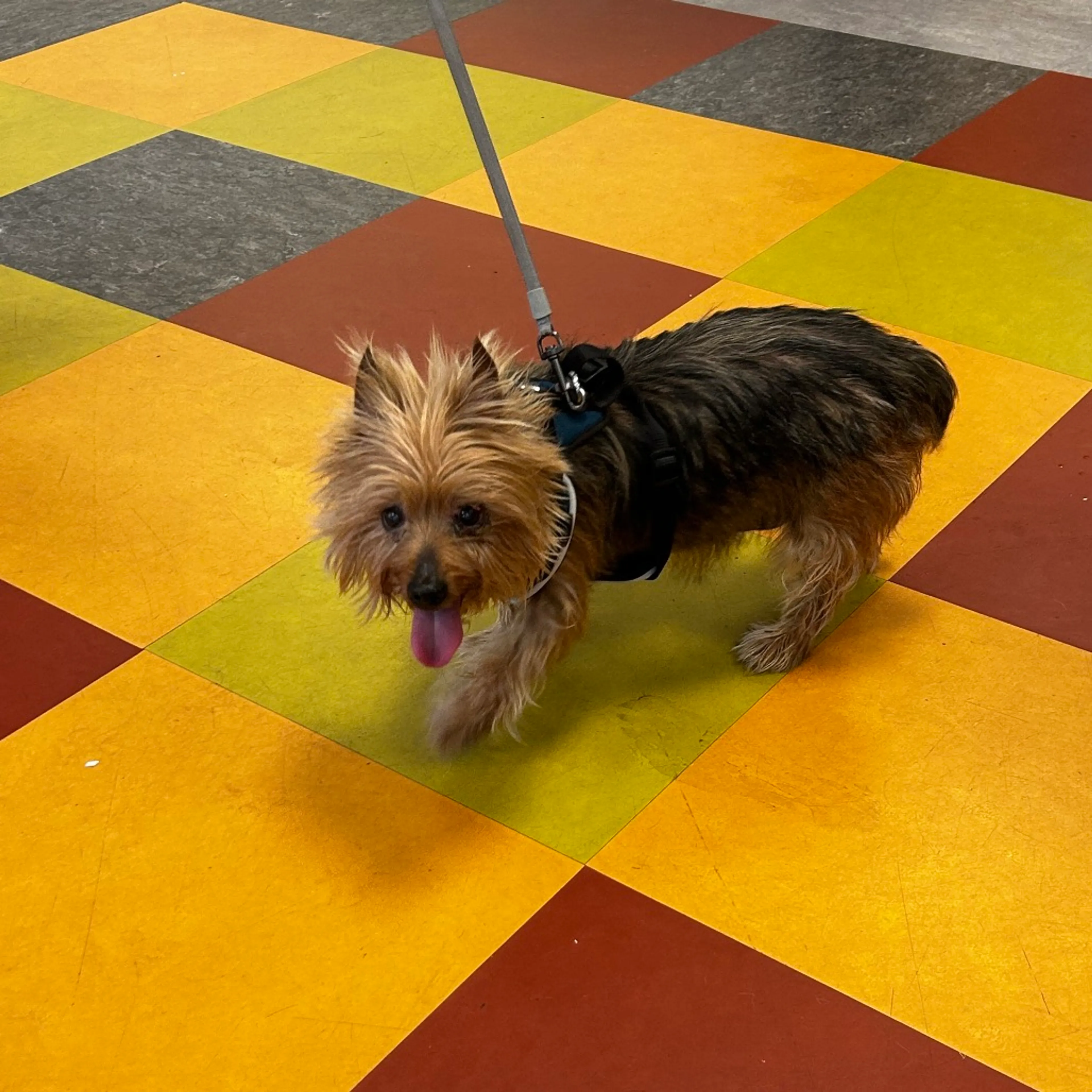 Found pet