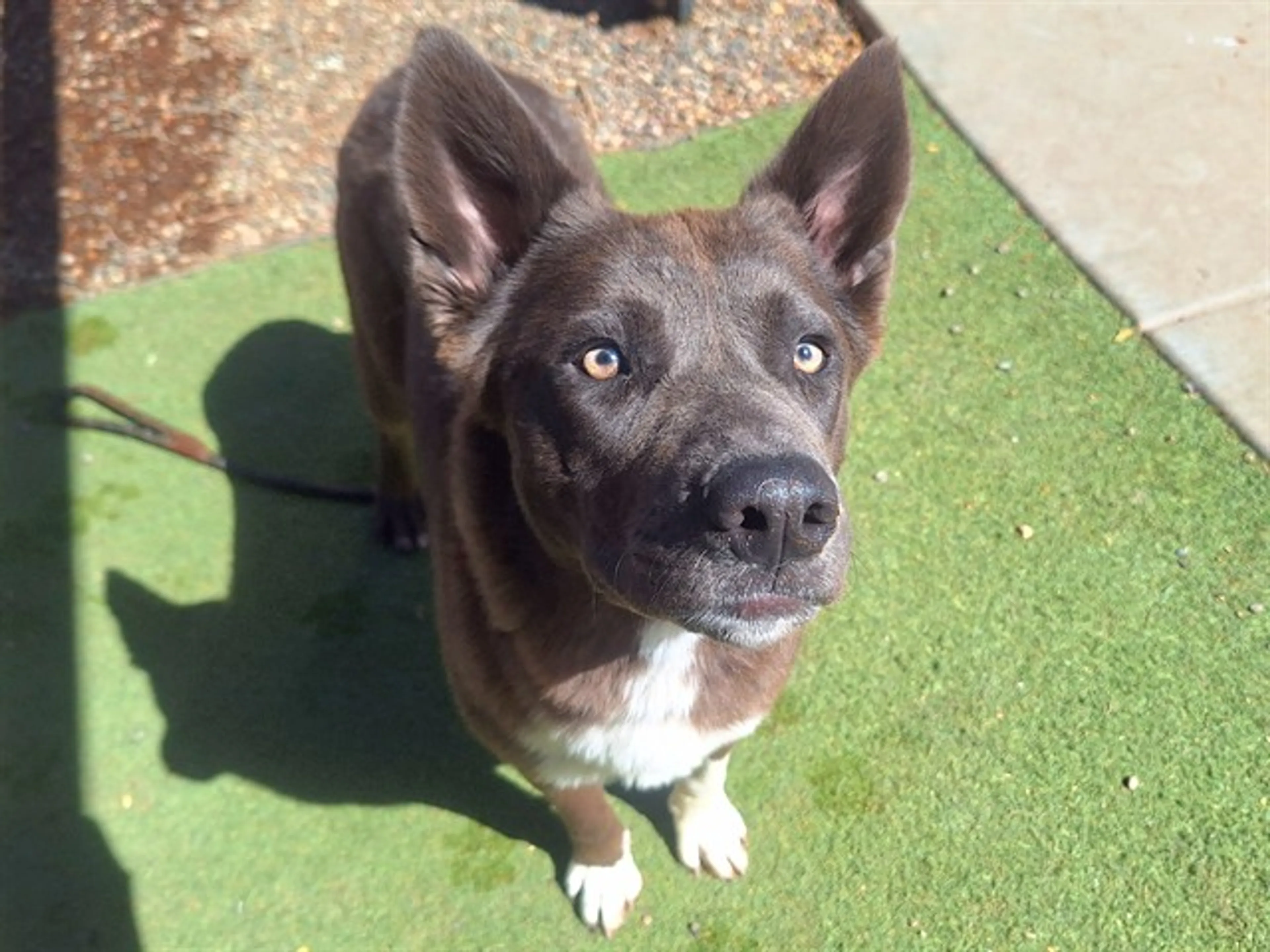 cdn image