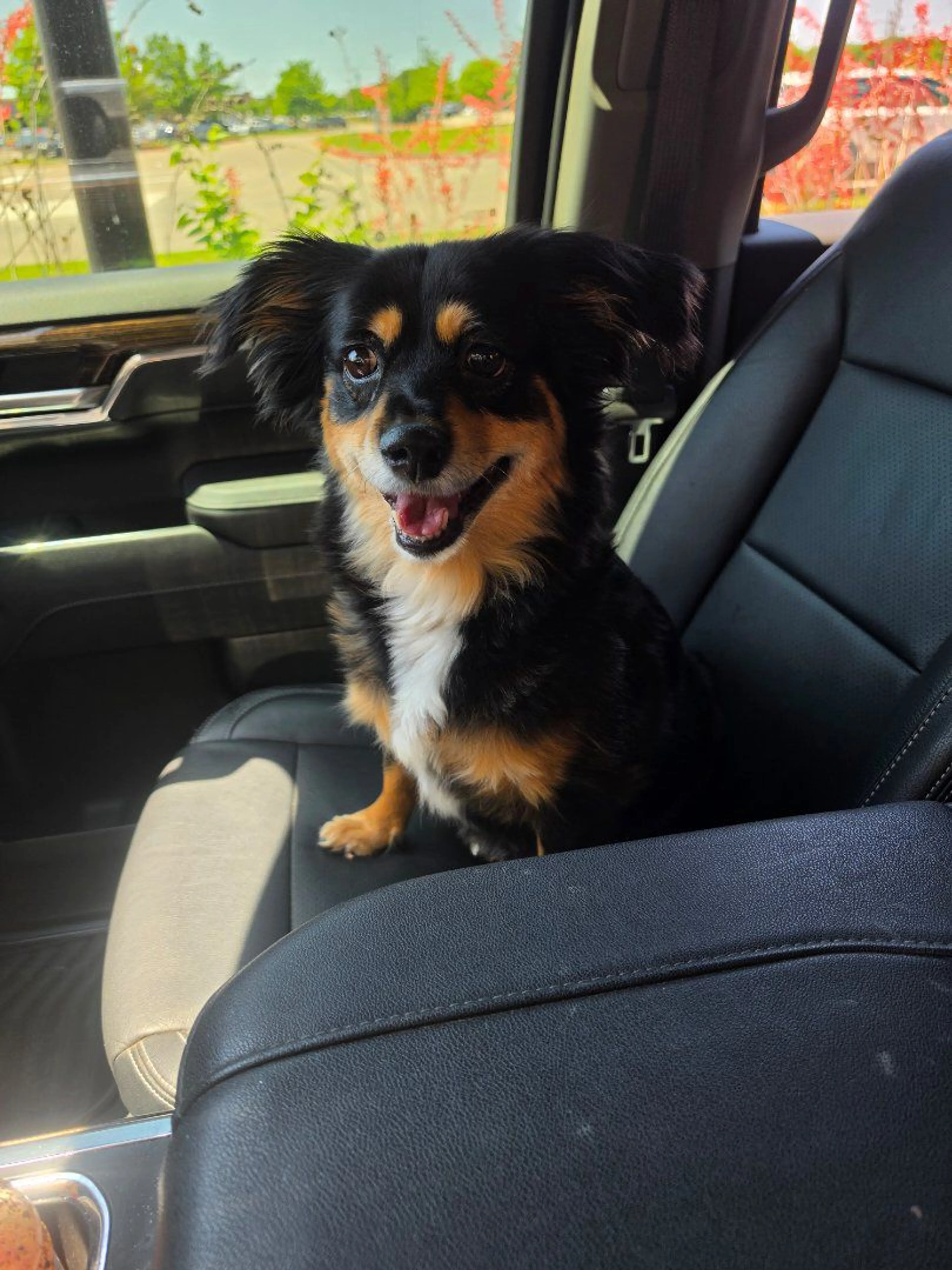 Lost pet