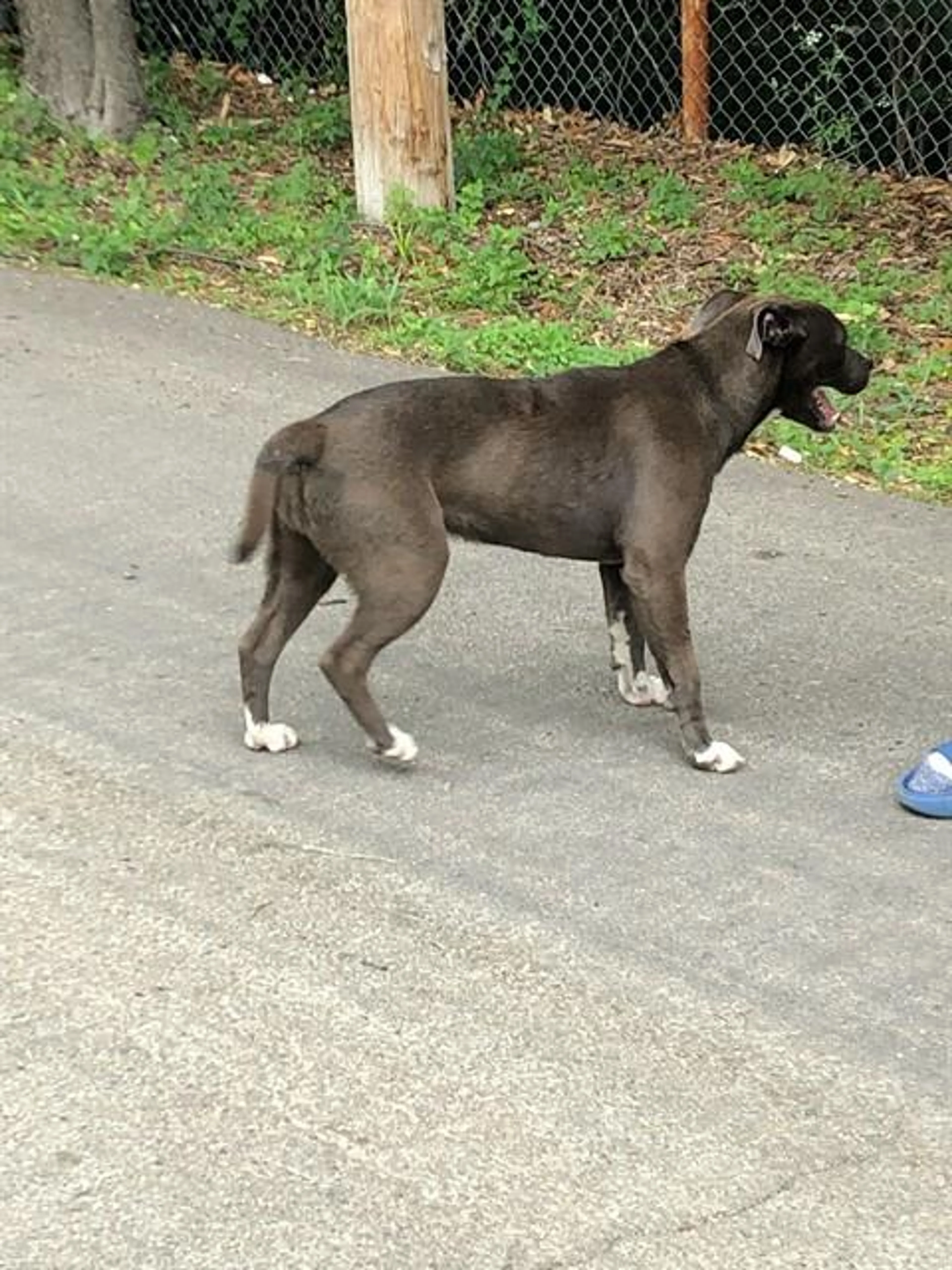 Found pet