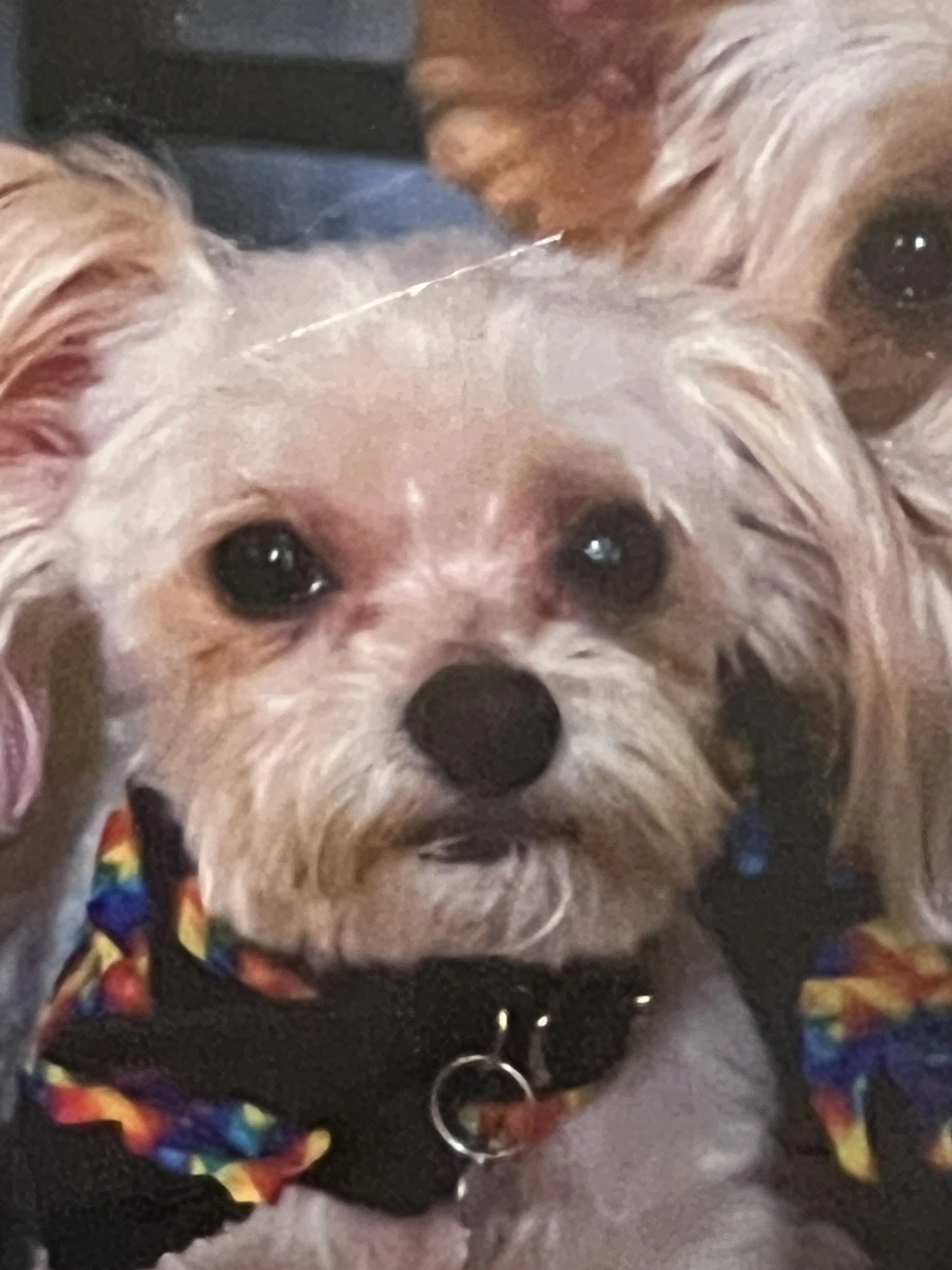 Lost pet