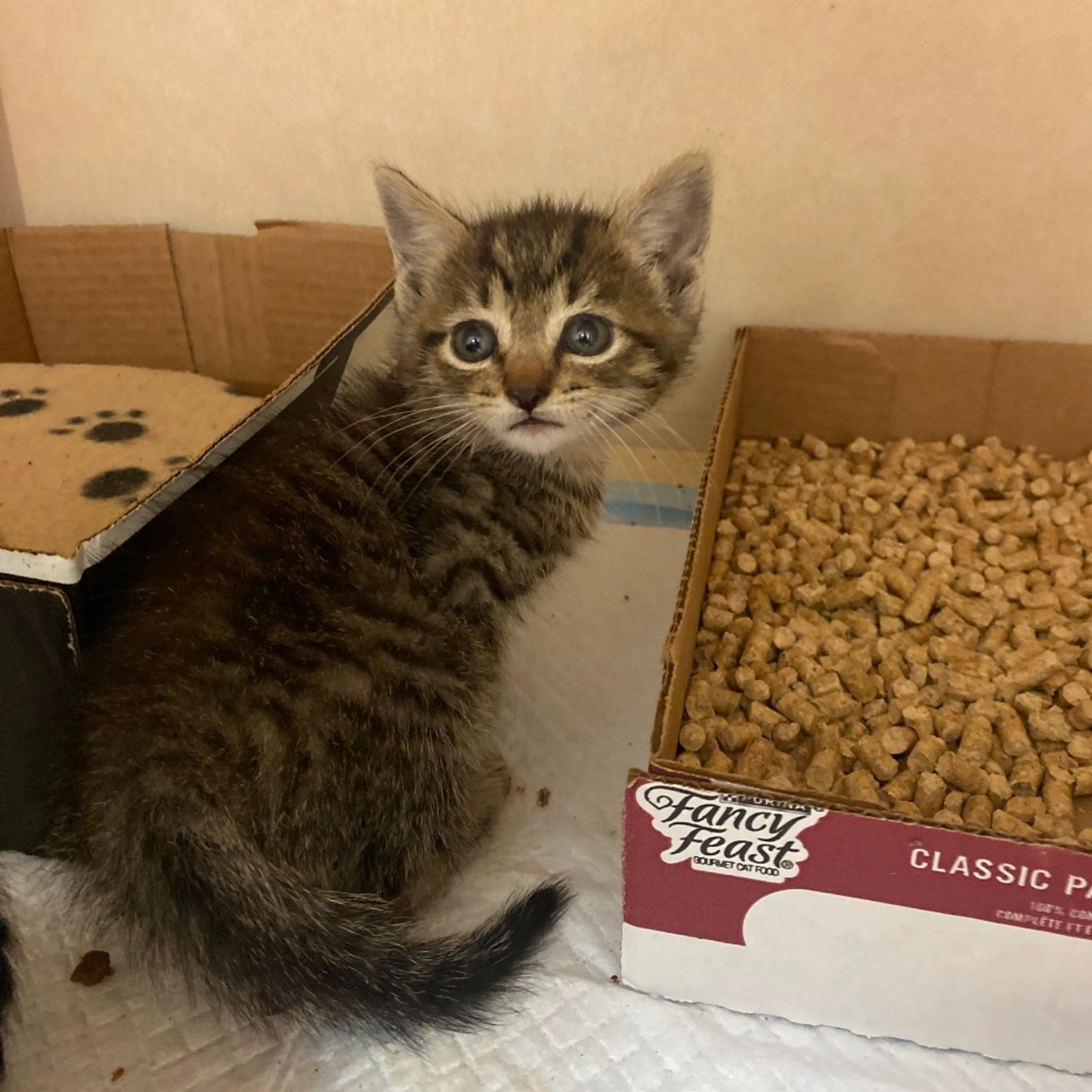Found pet-1