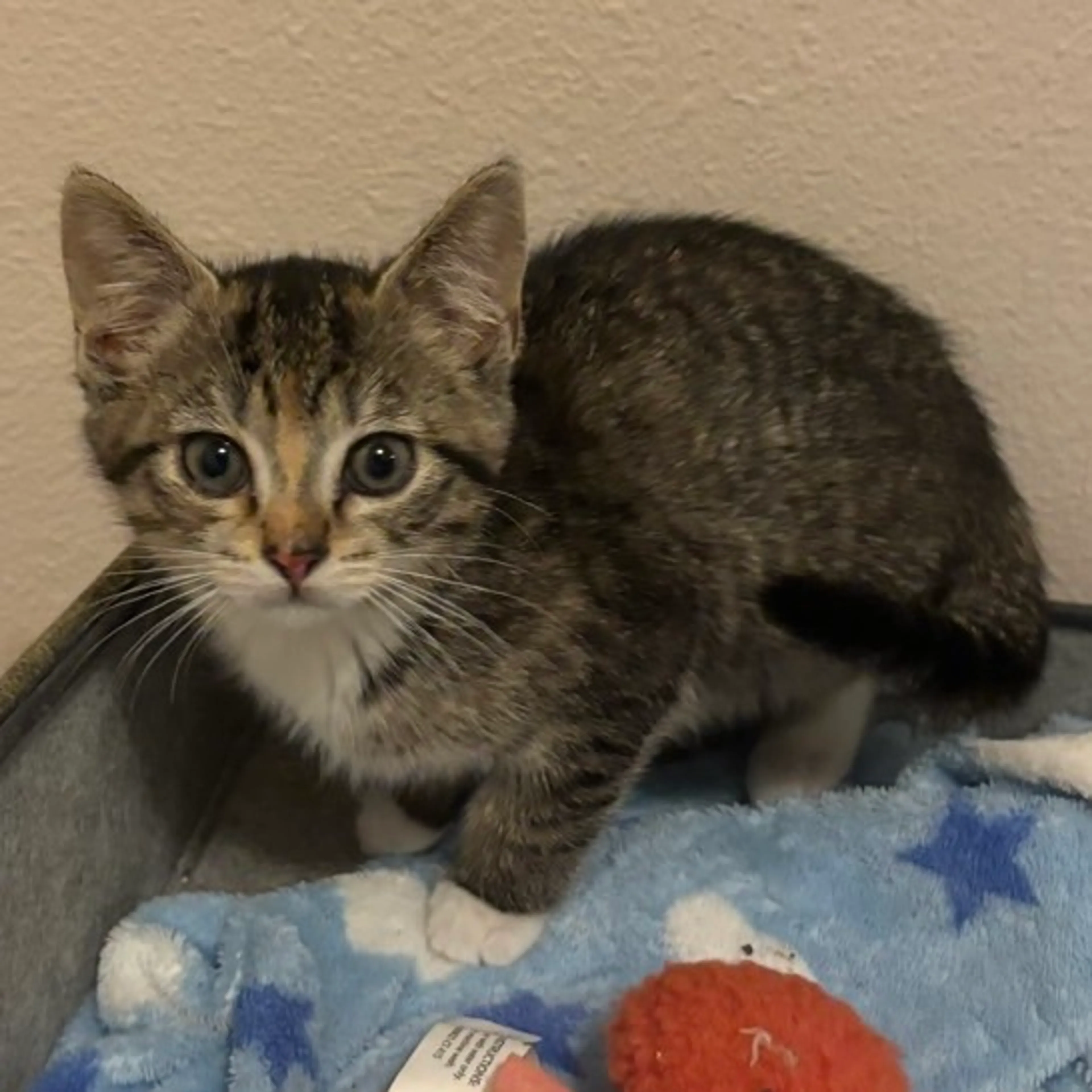 Found pet