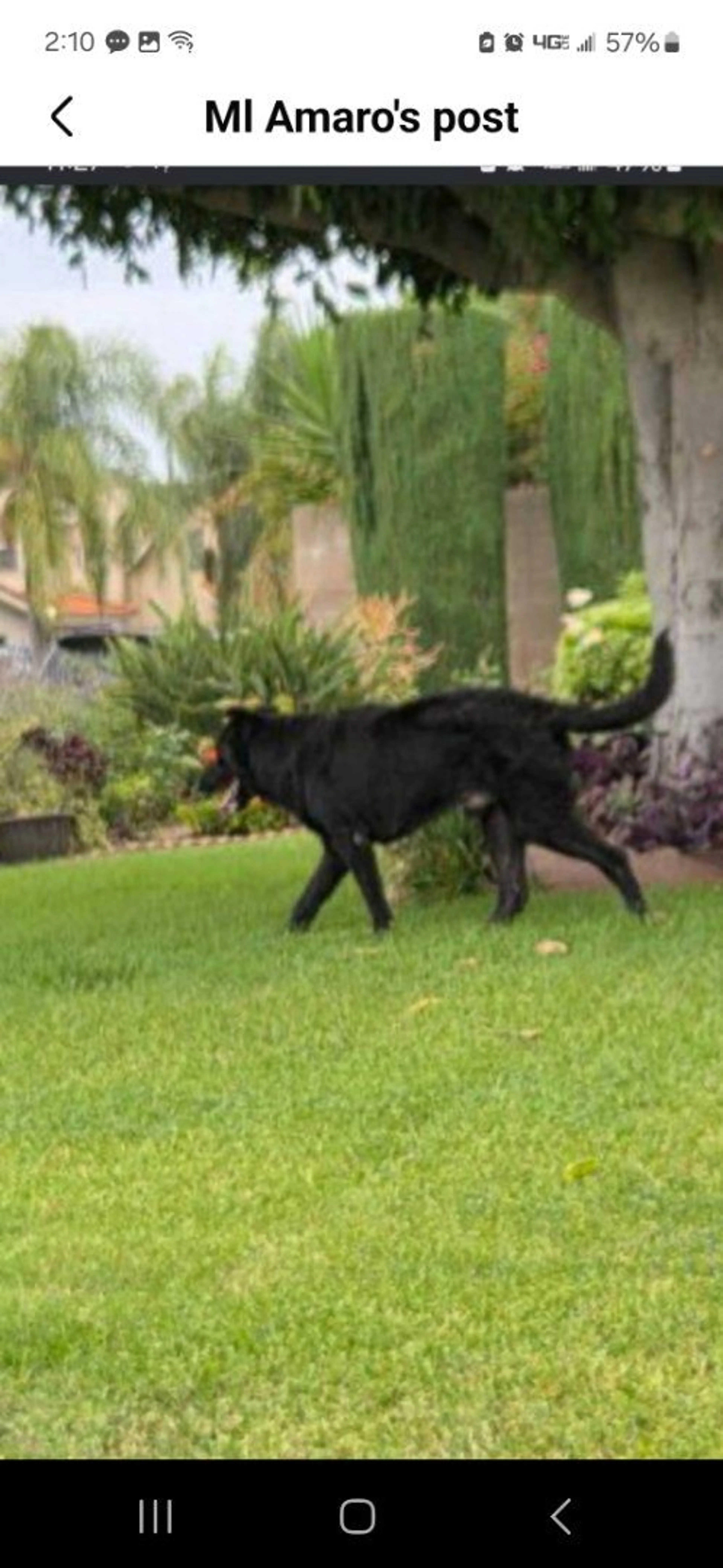 Lost pet