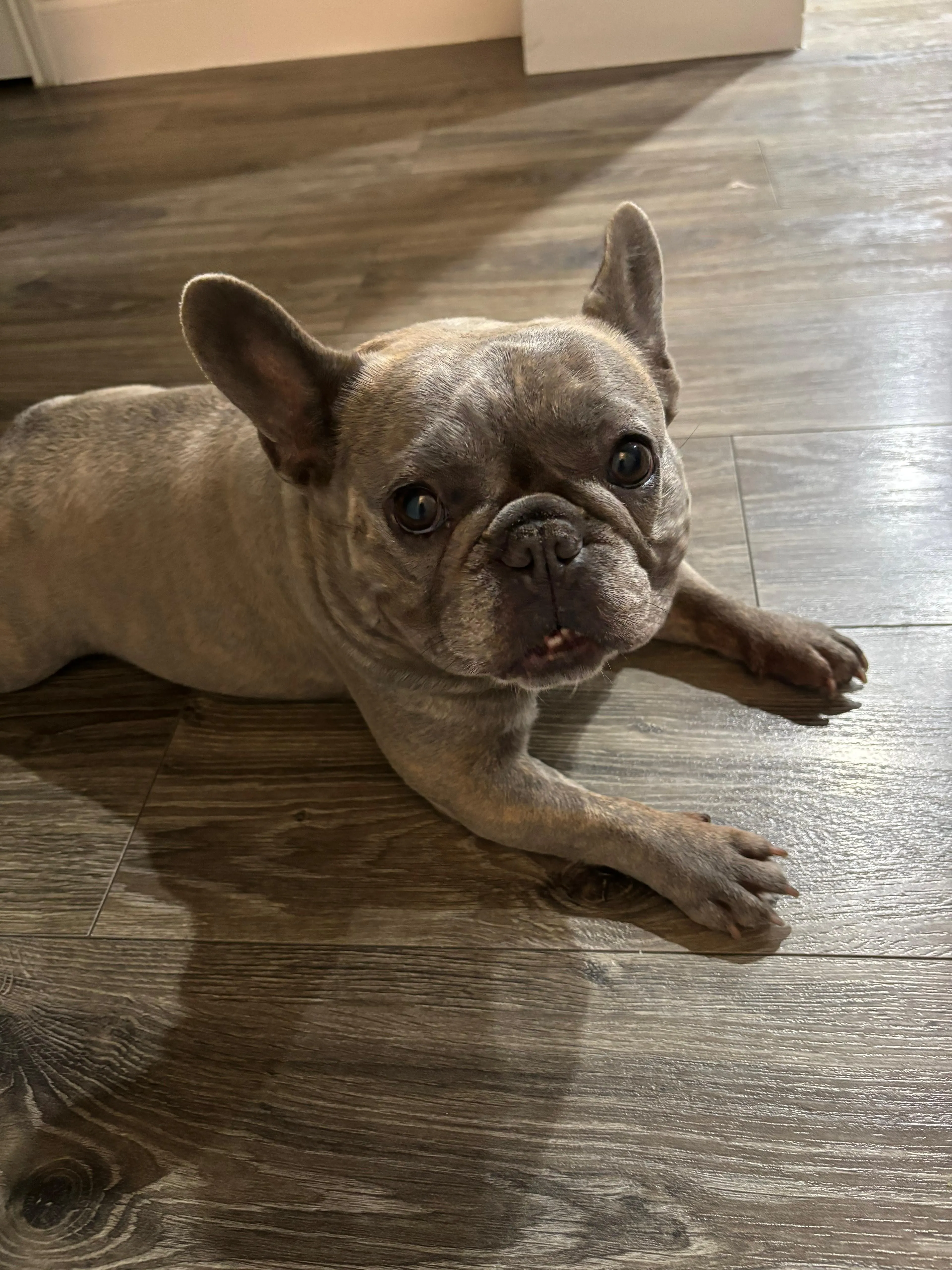 Lost pet