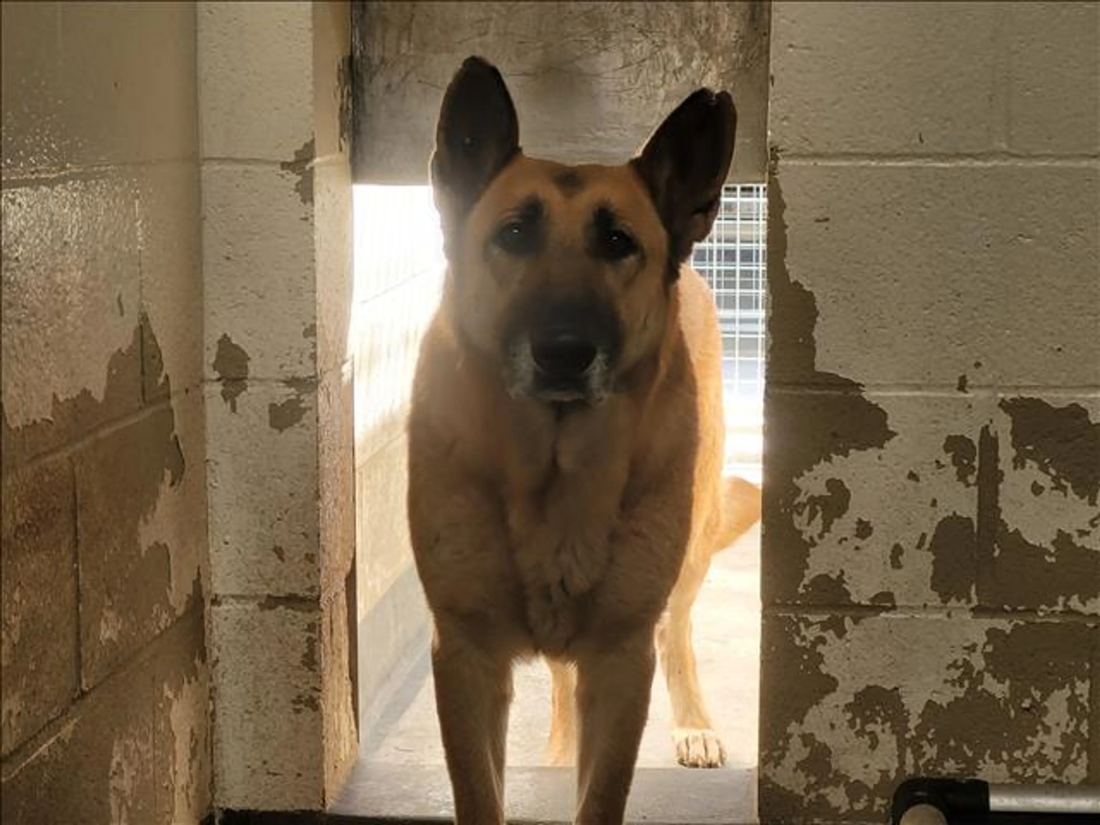Found pet