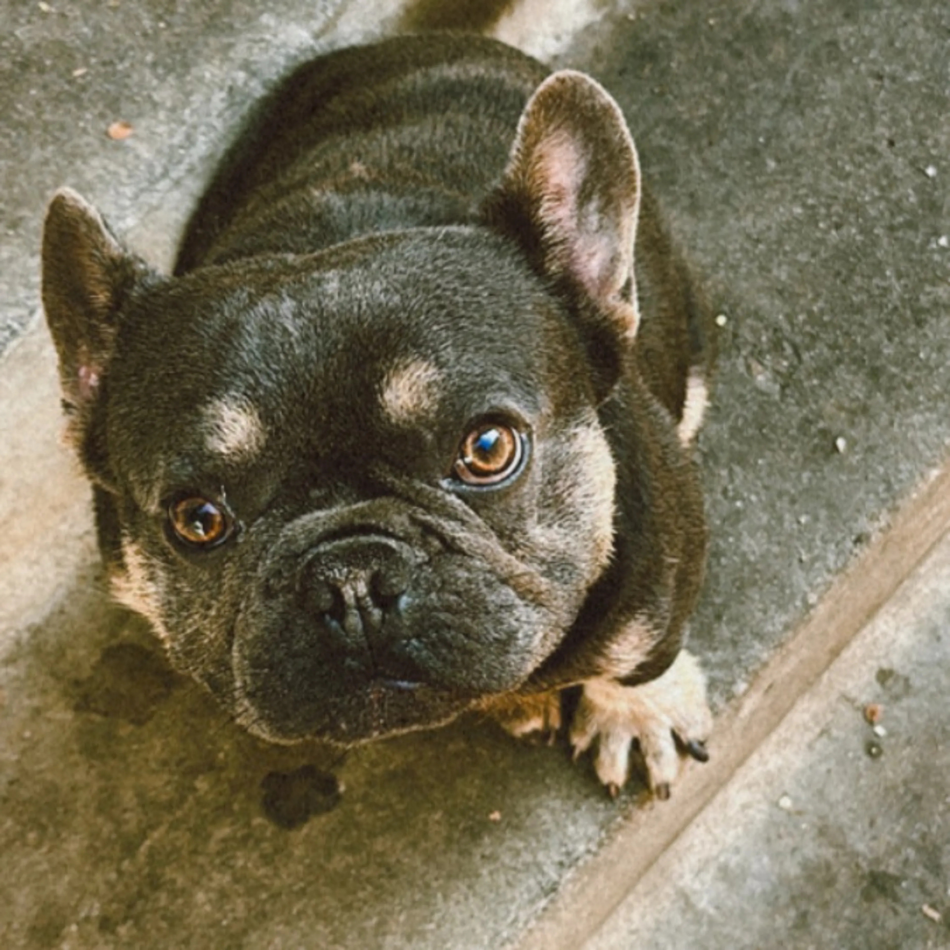 Lost pet