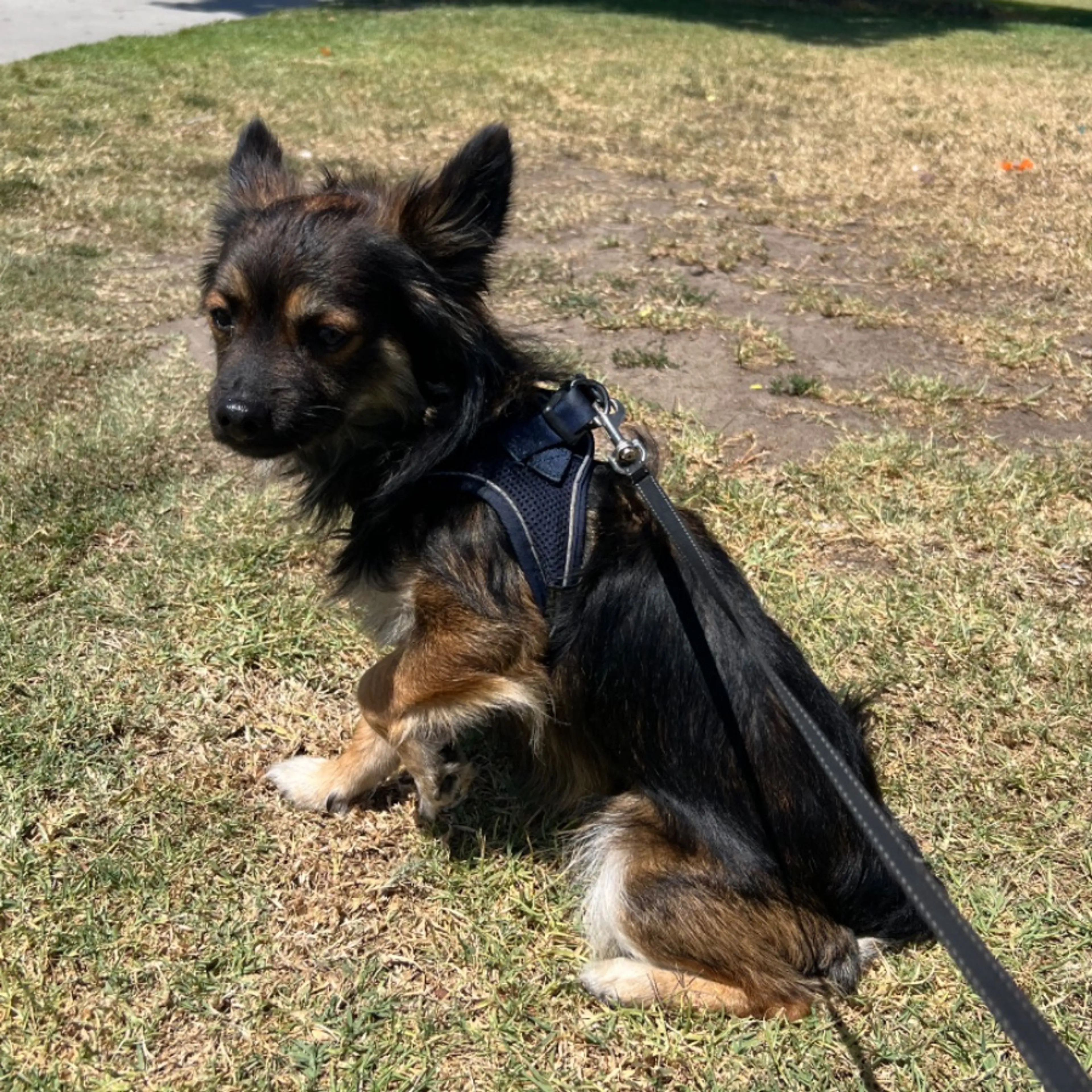 Found pet-0