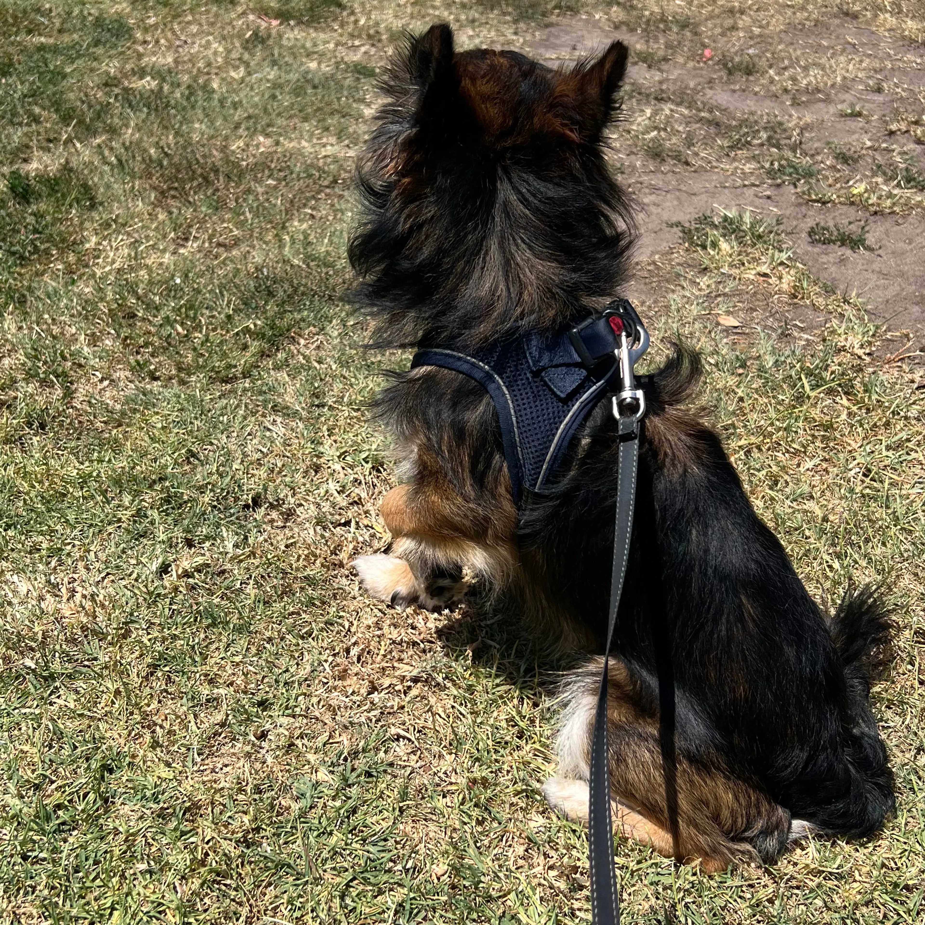 Found pet-1