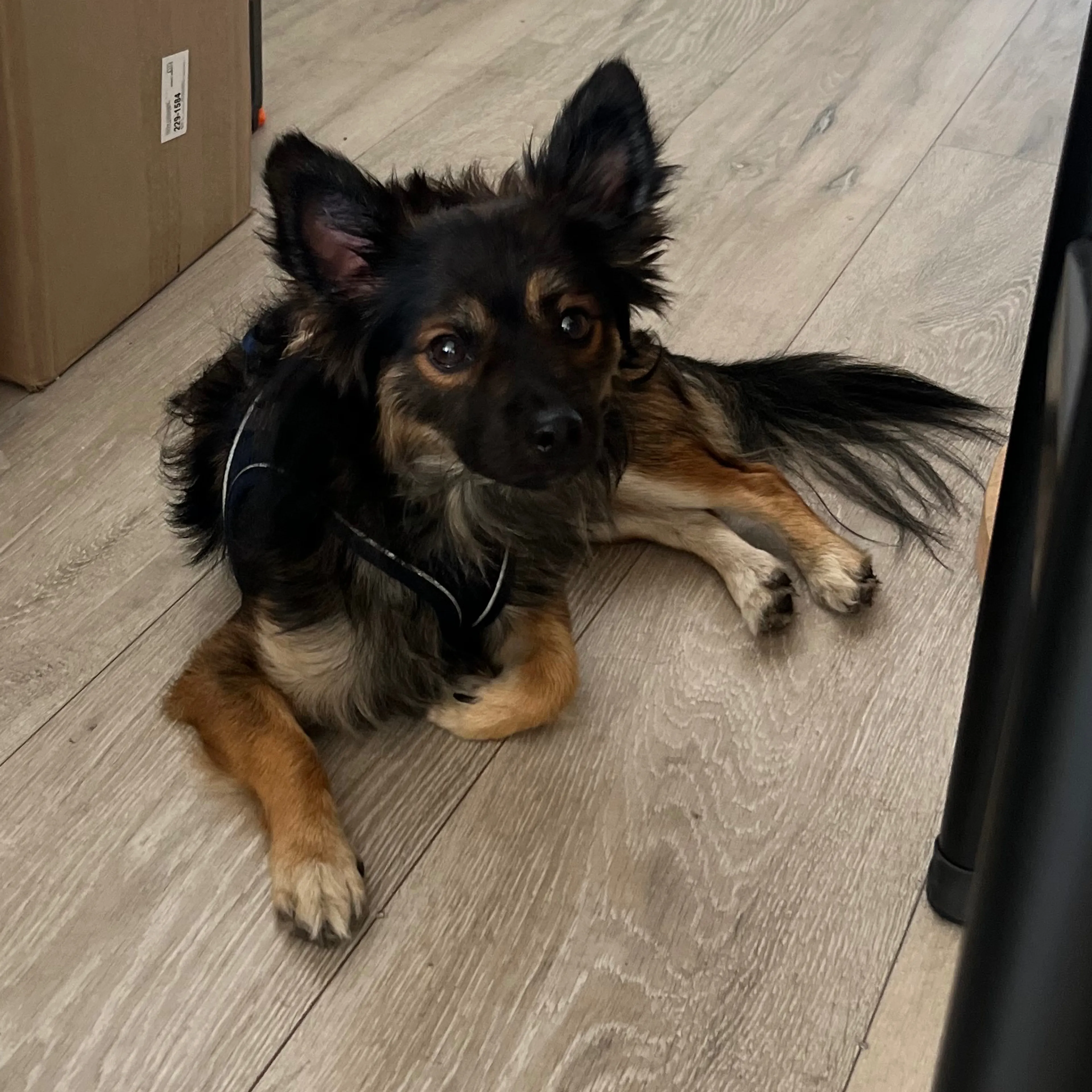 Found pet-1