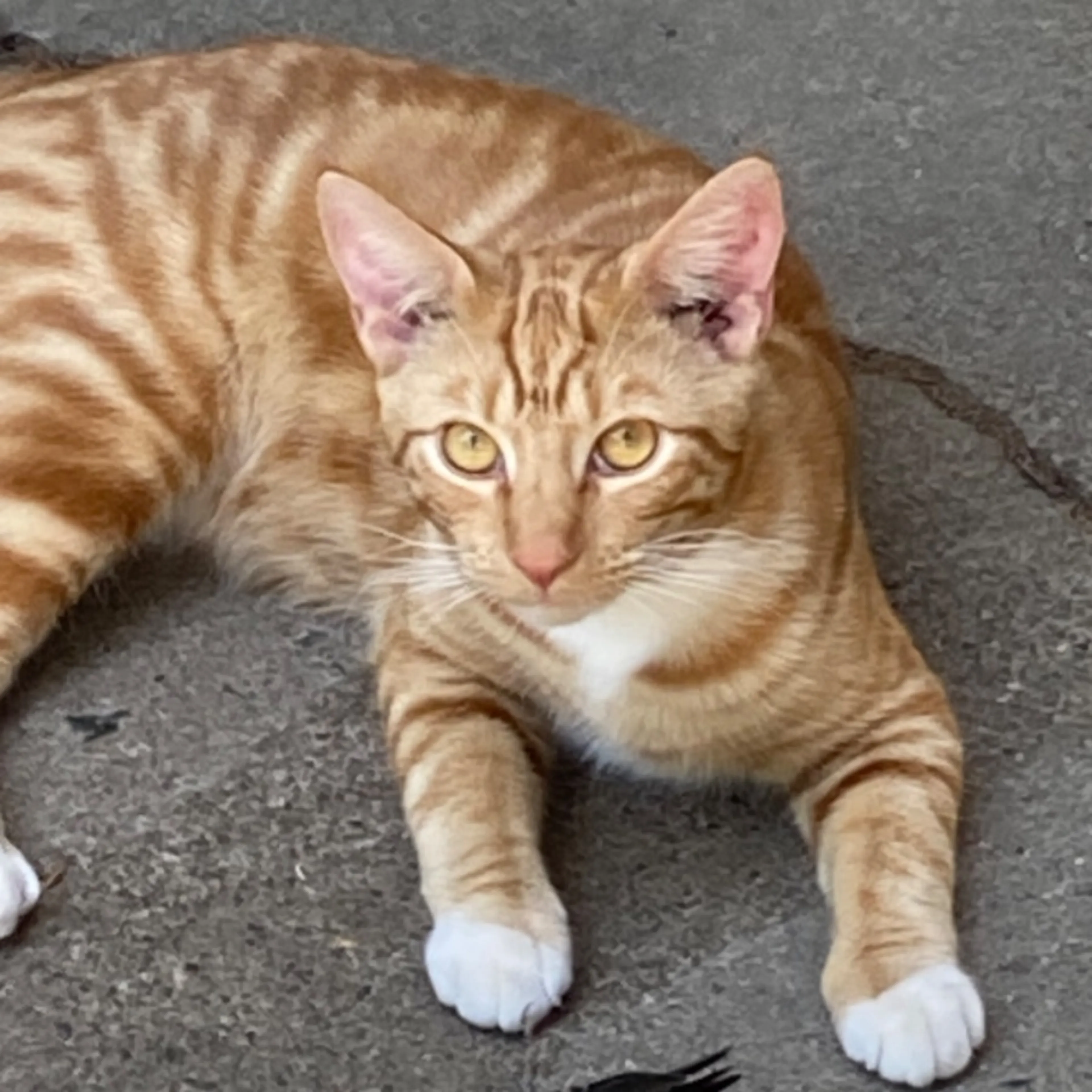 Lost pet