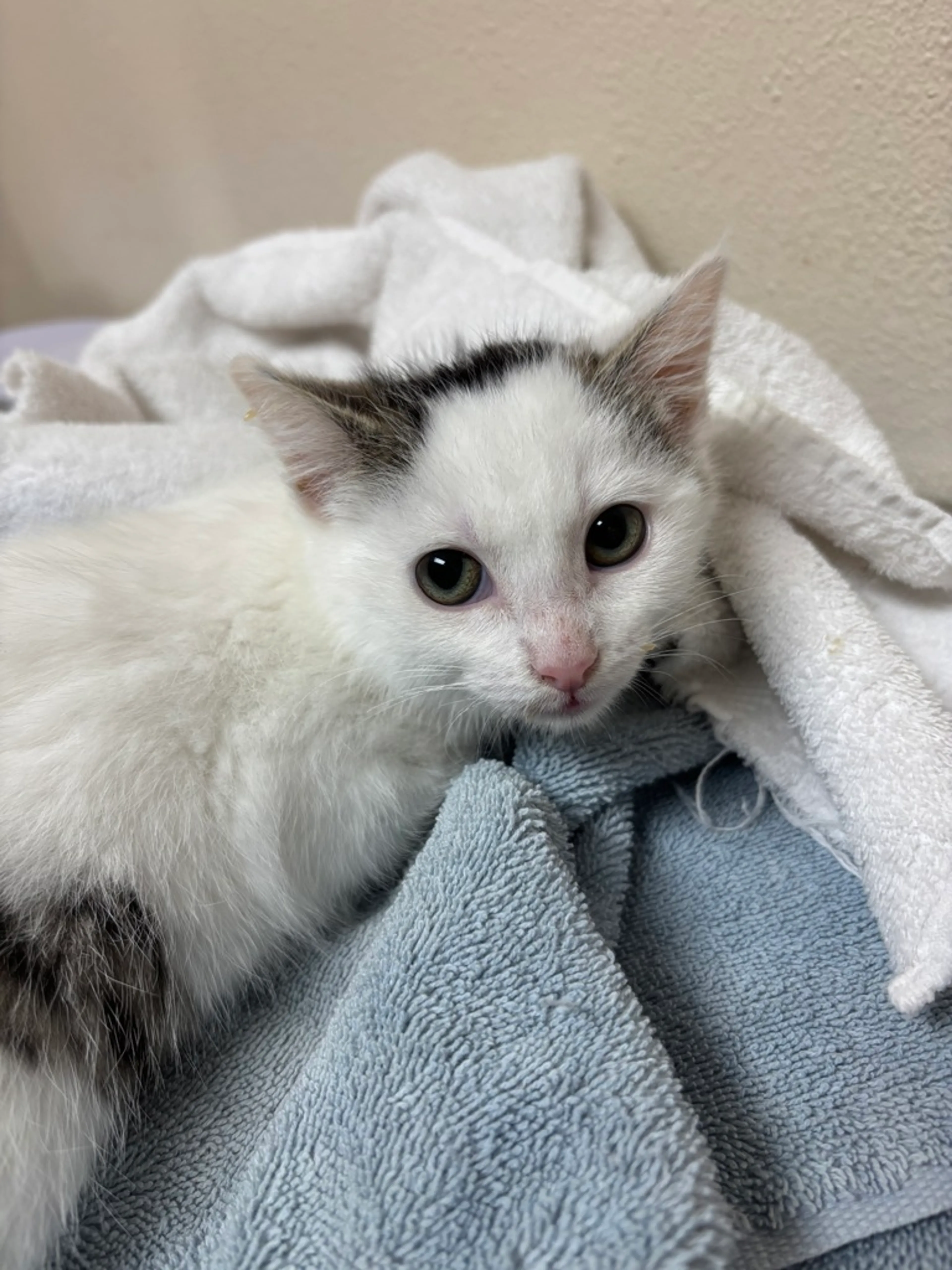 Found pet