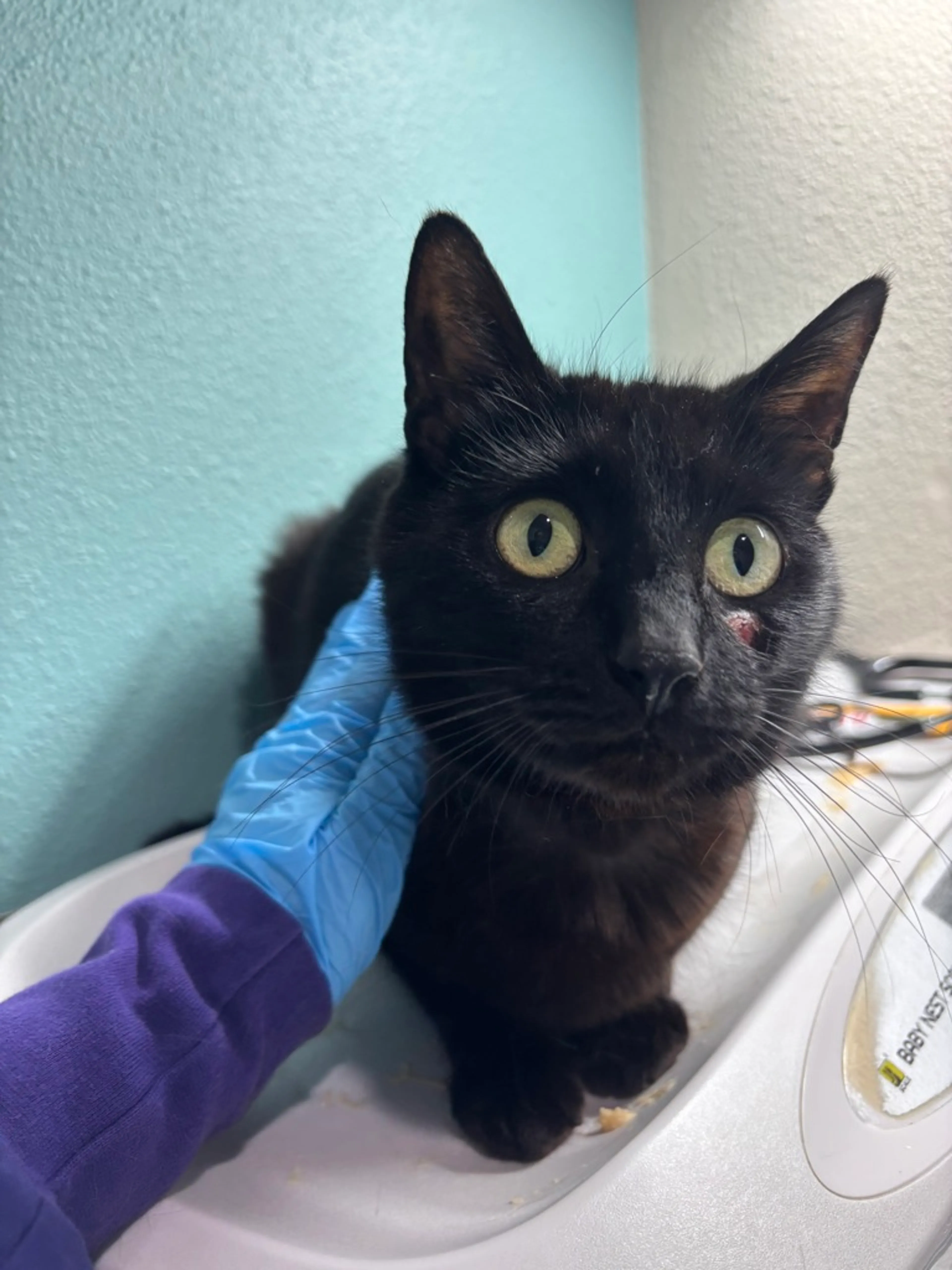 Found pet