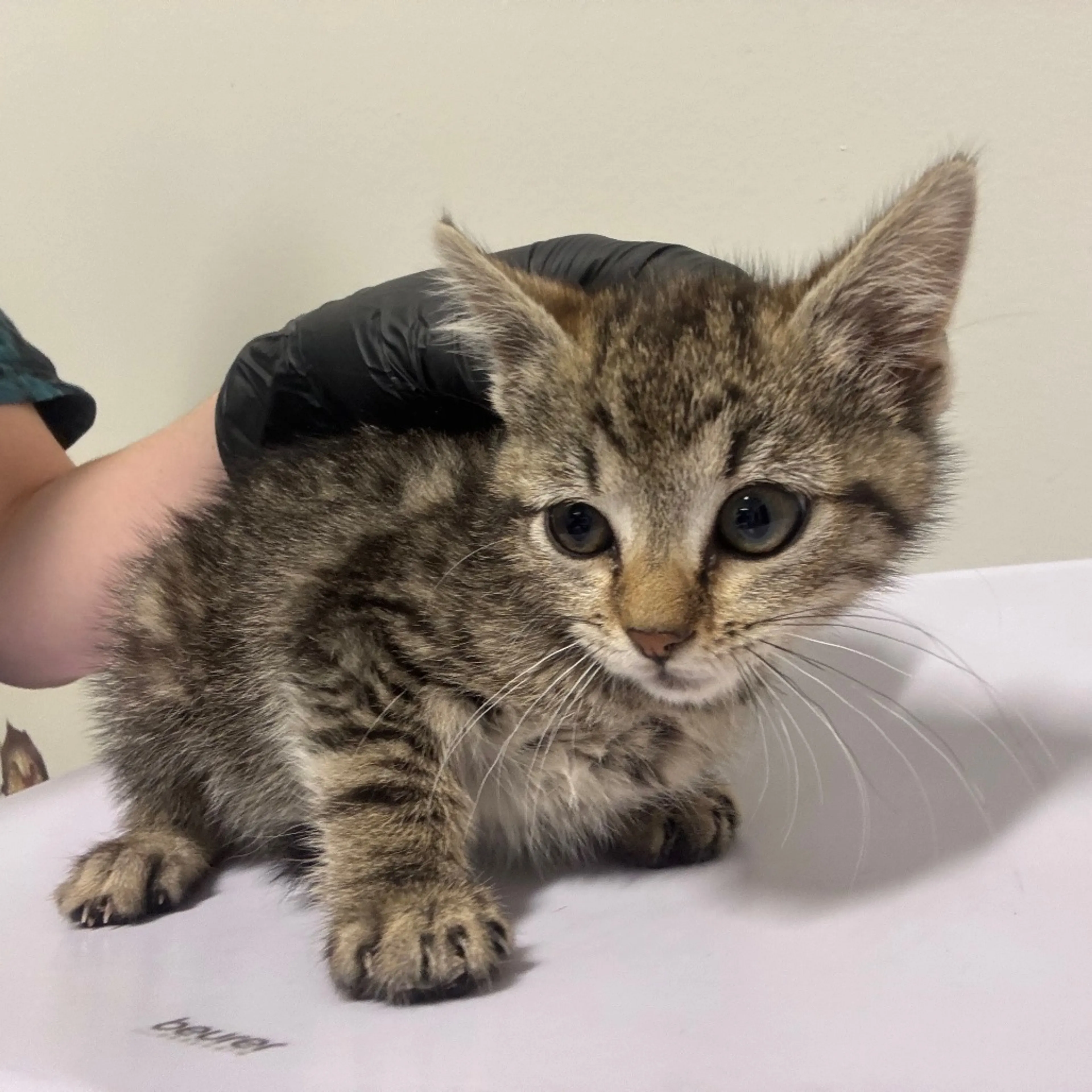 Found pet