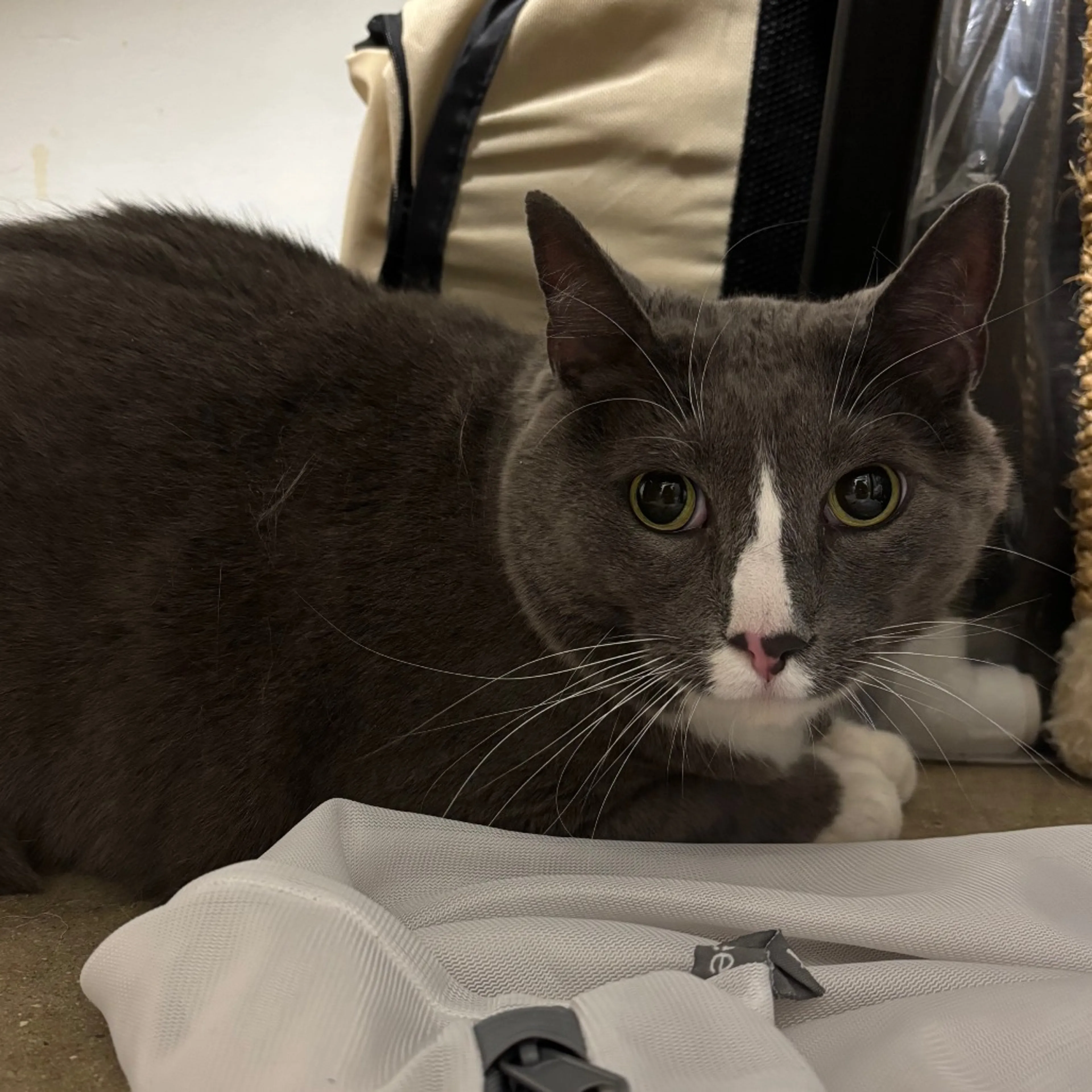Found pet