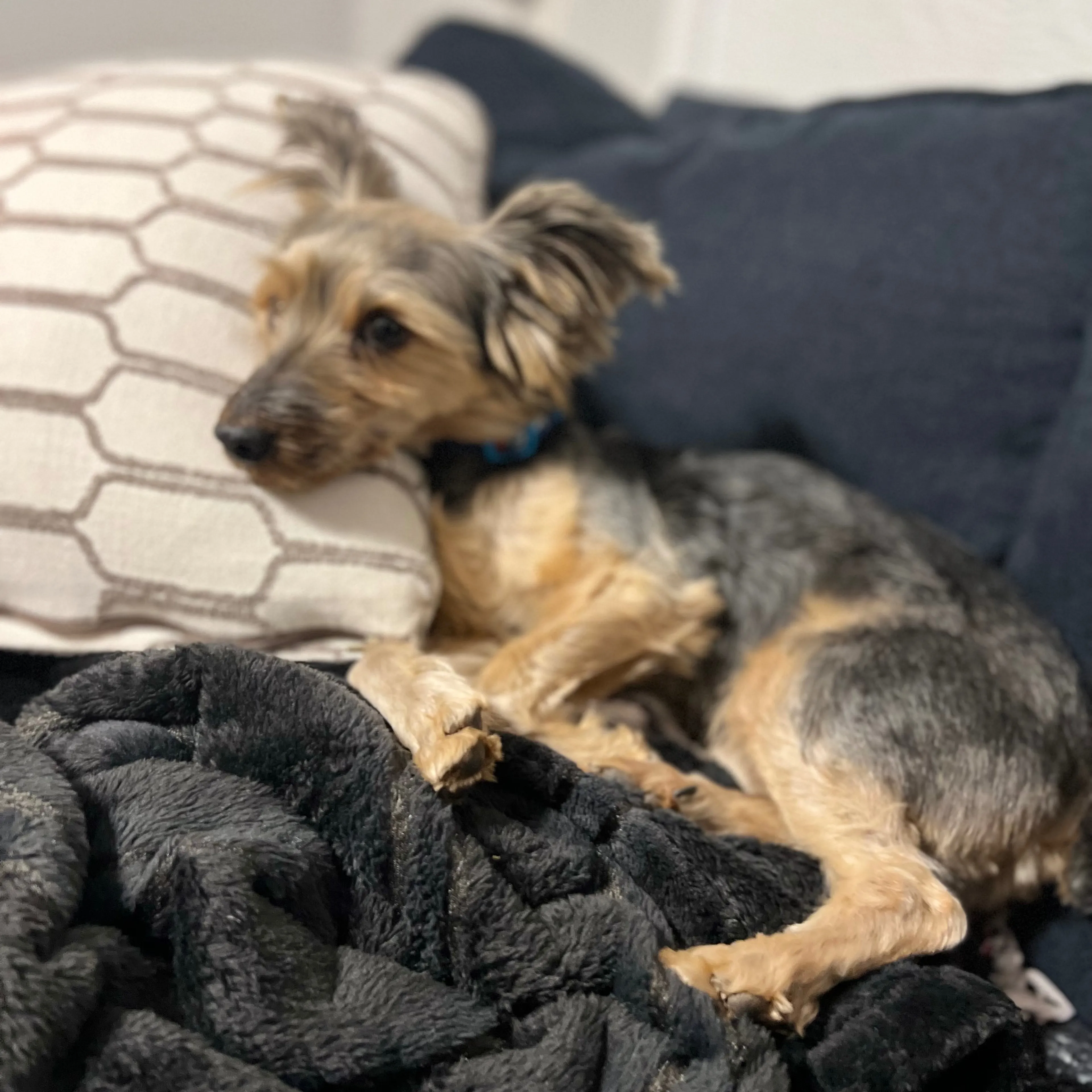 Lost pet-1