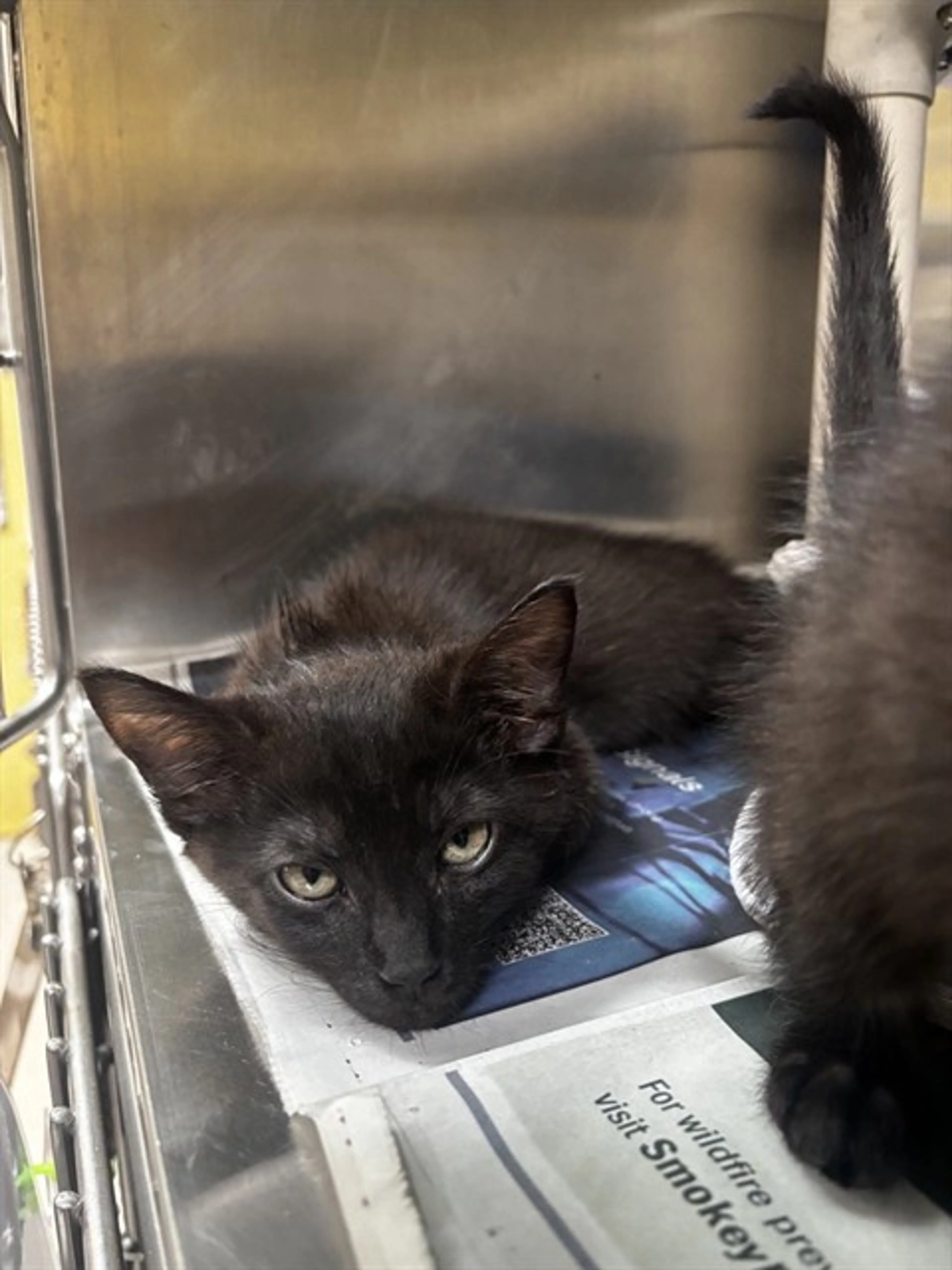 Found pet