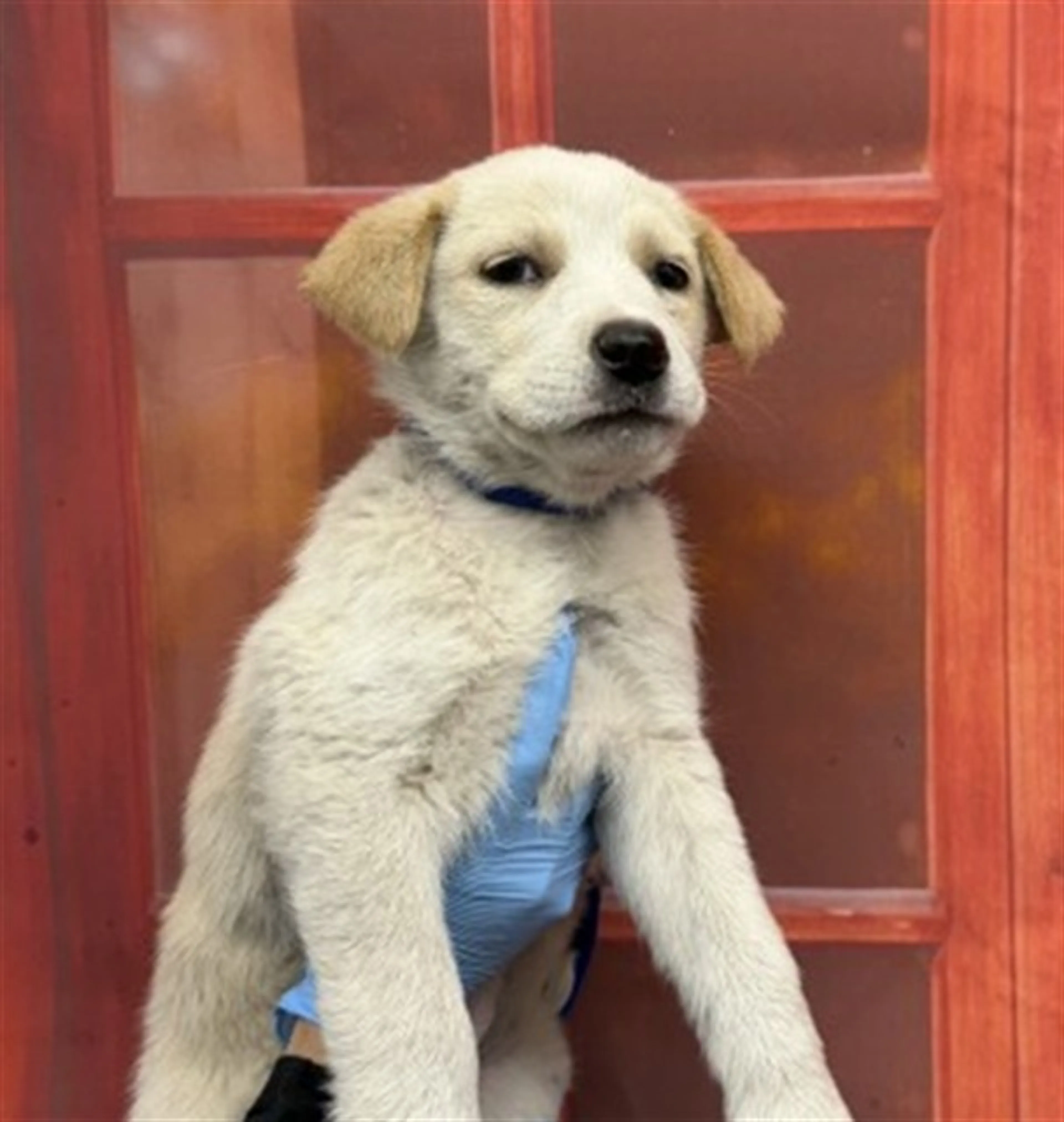 Found pet