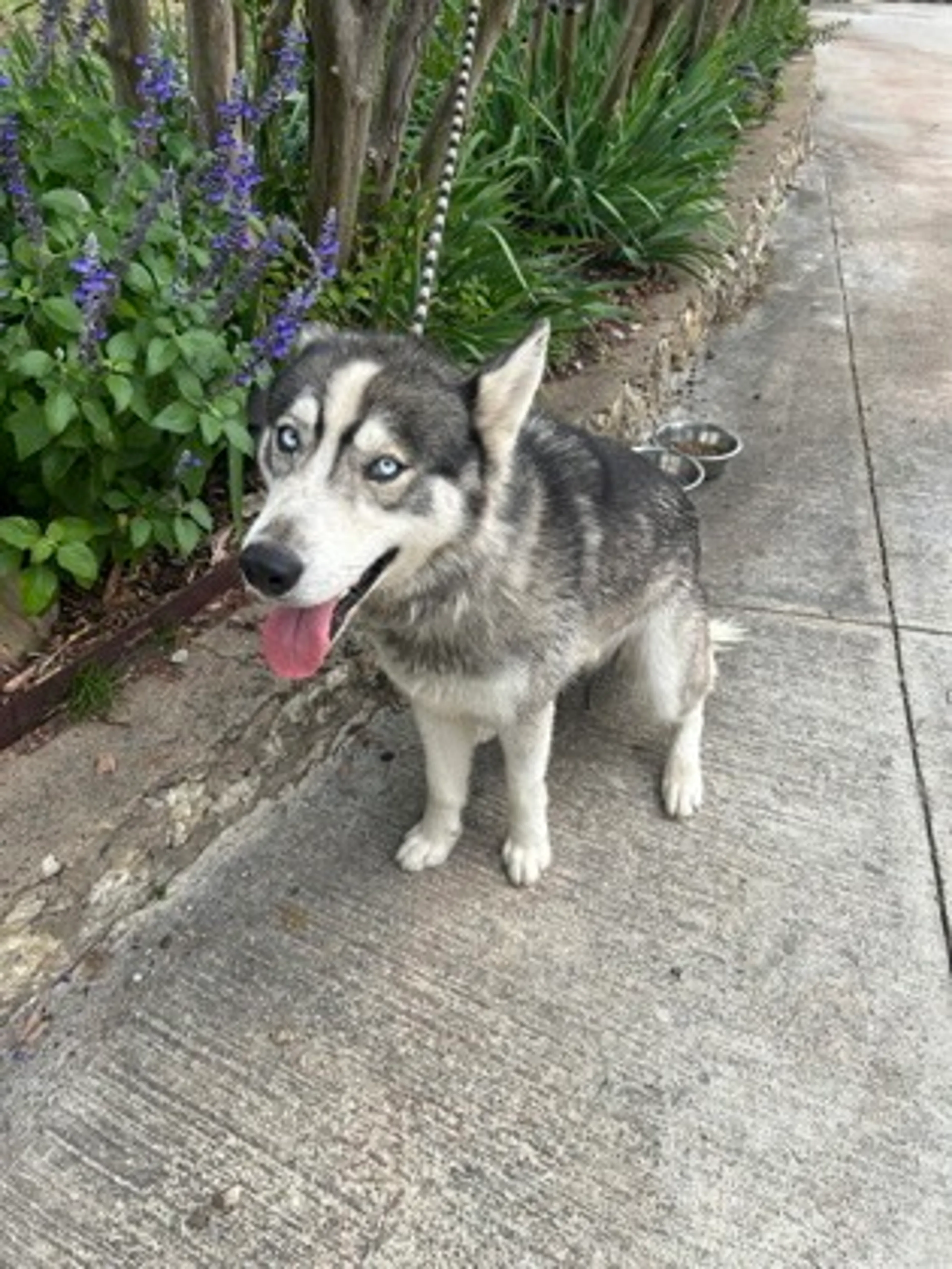 Found pet