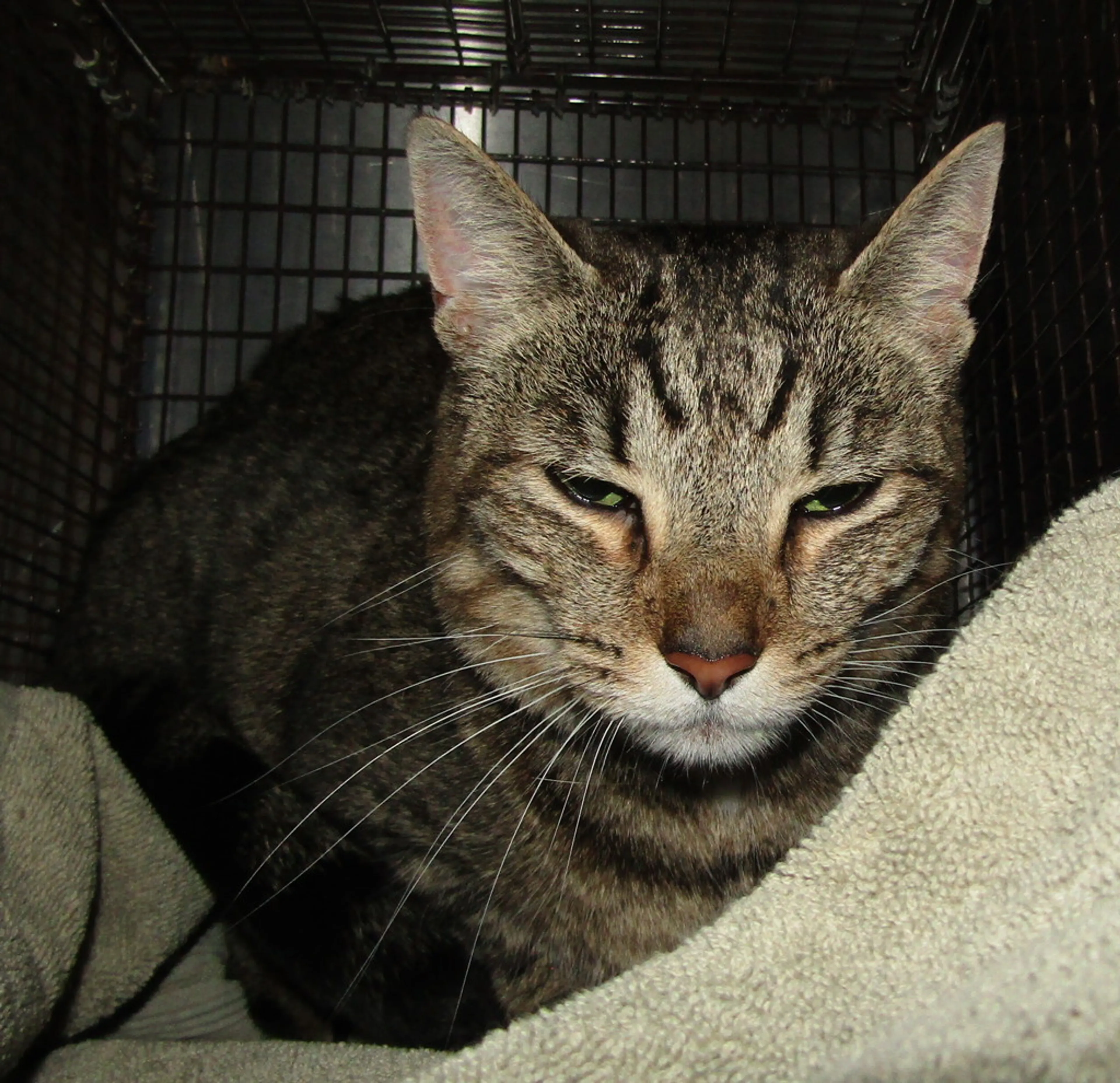 Found pet