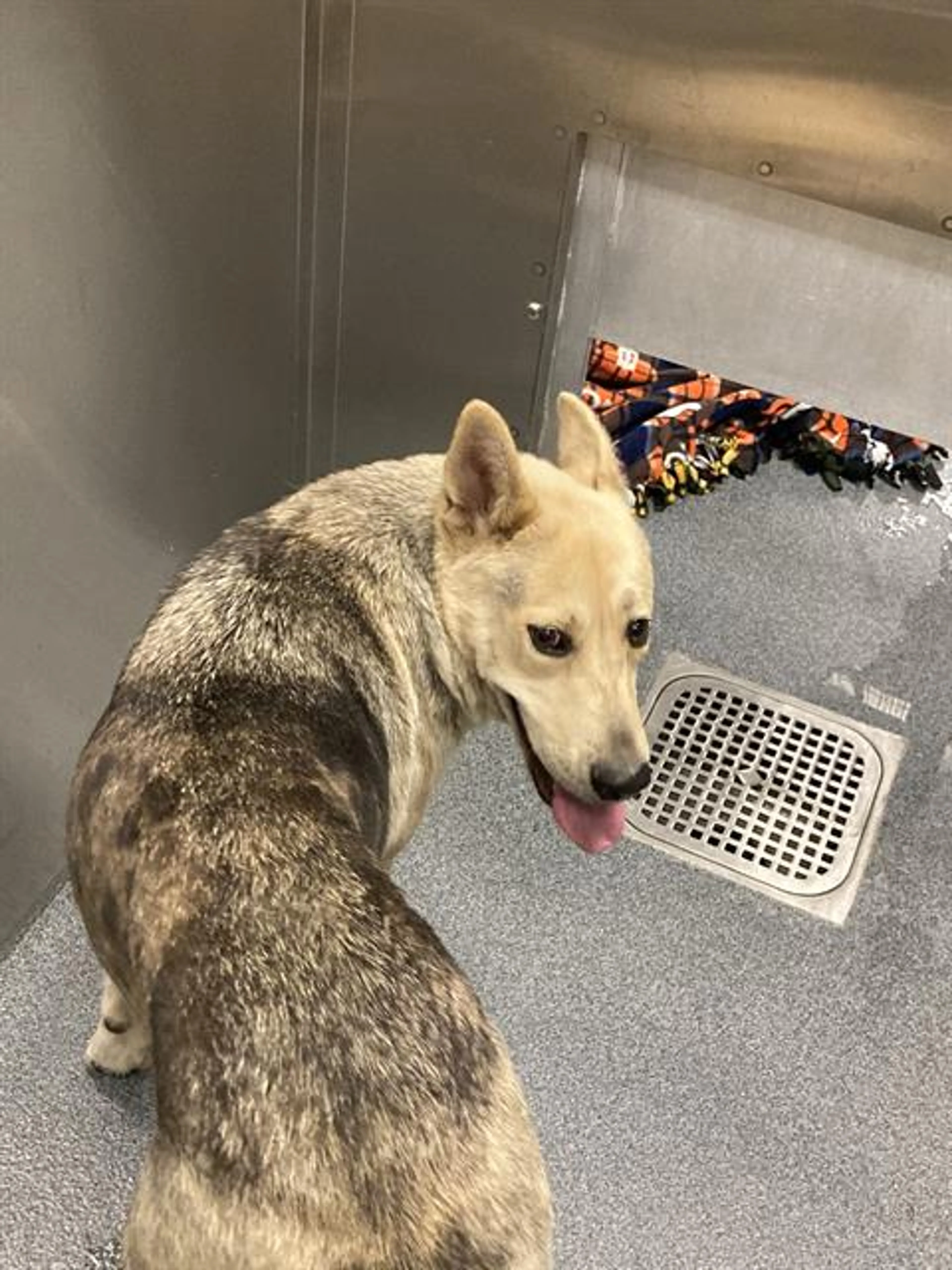 Found pet