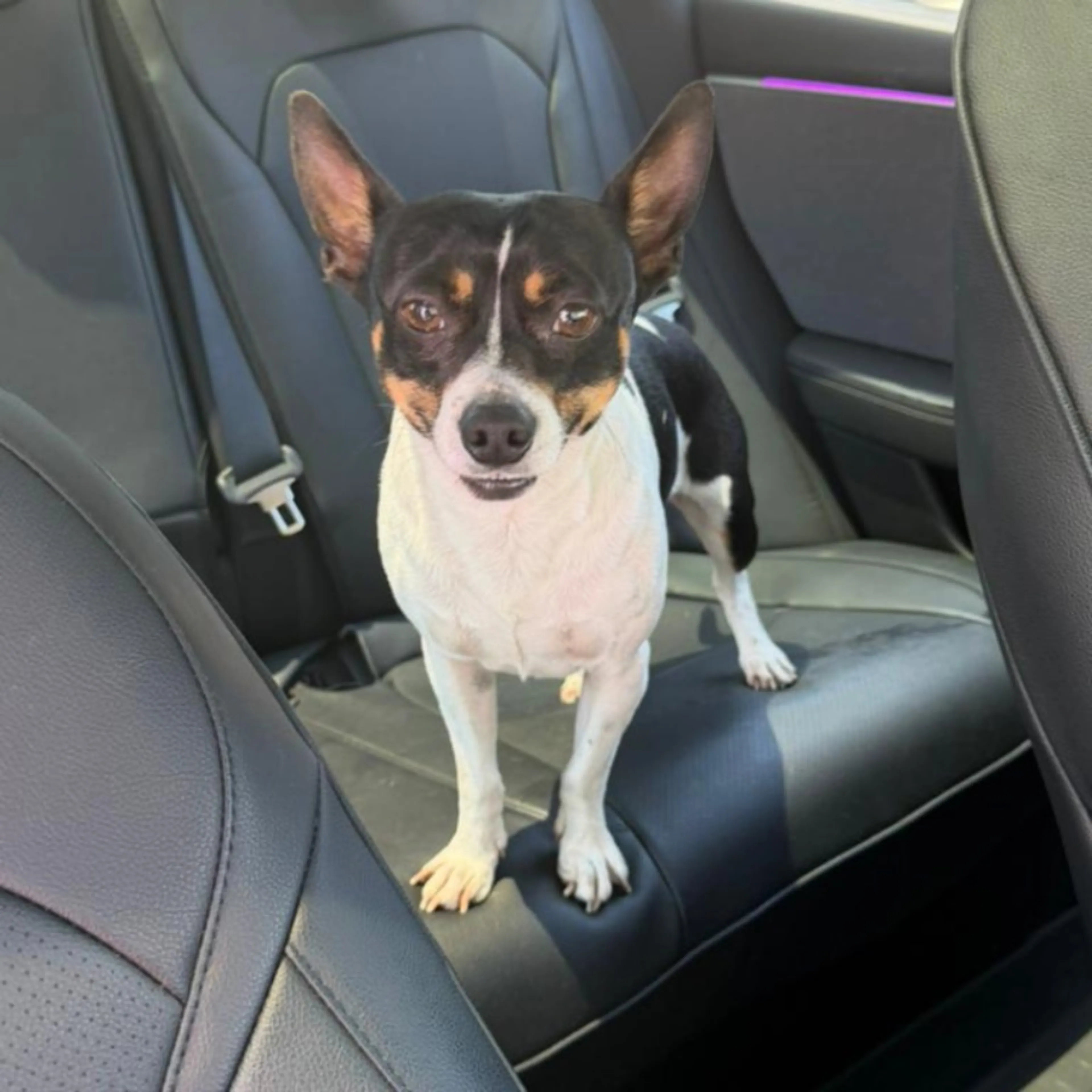 Found pet