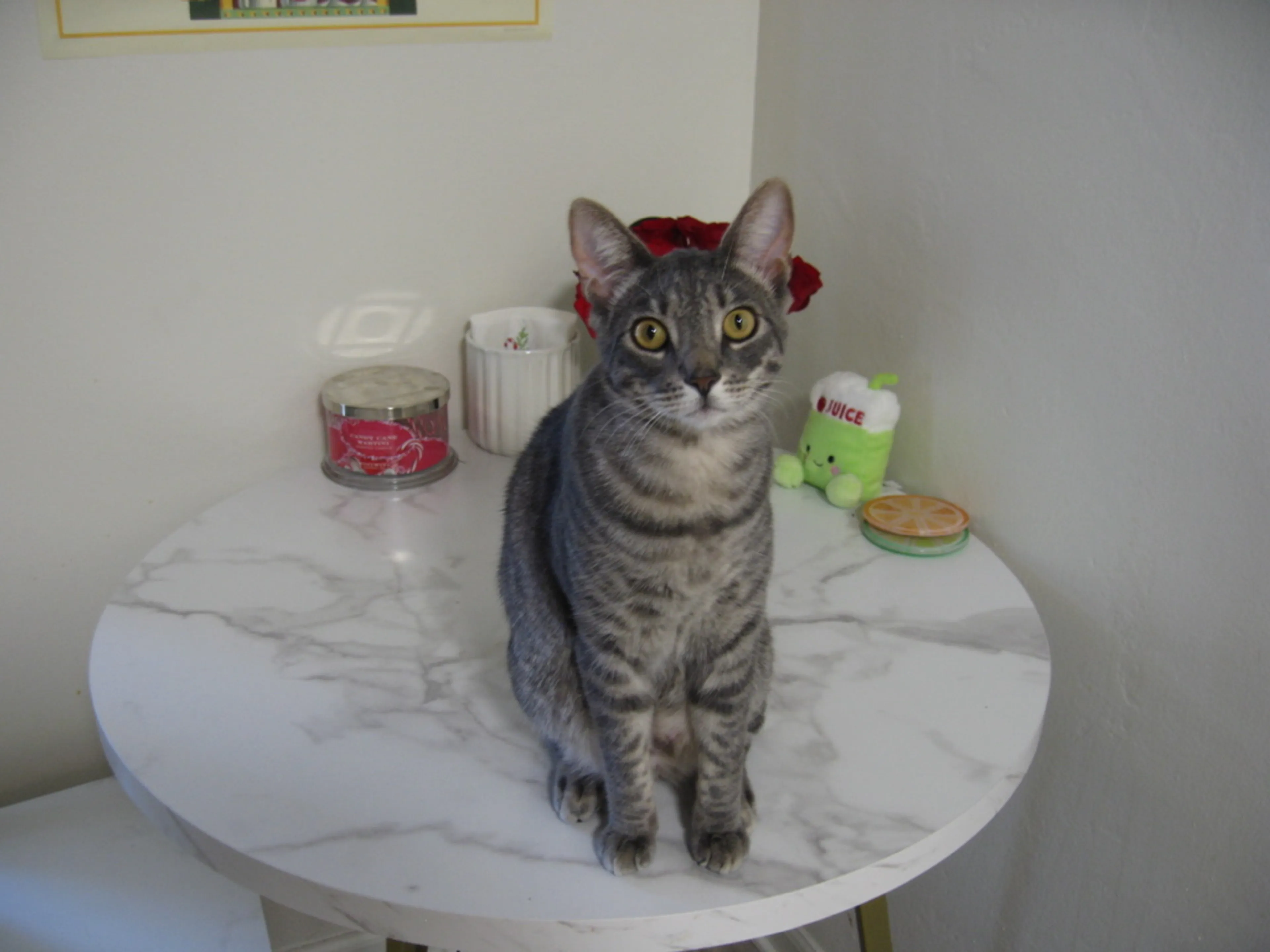 Found pet-1