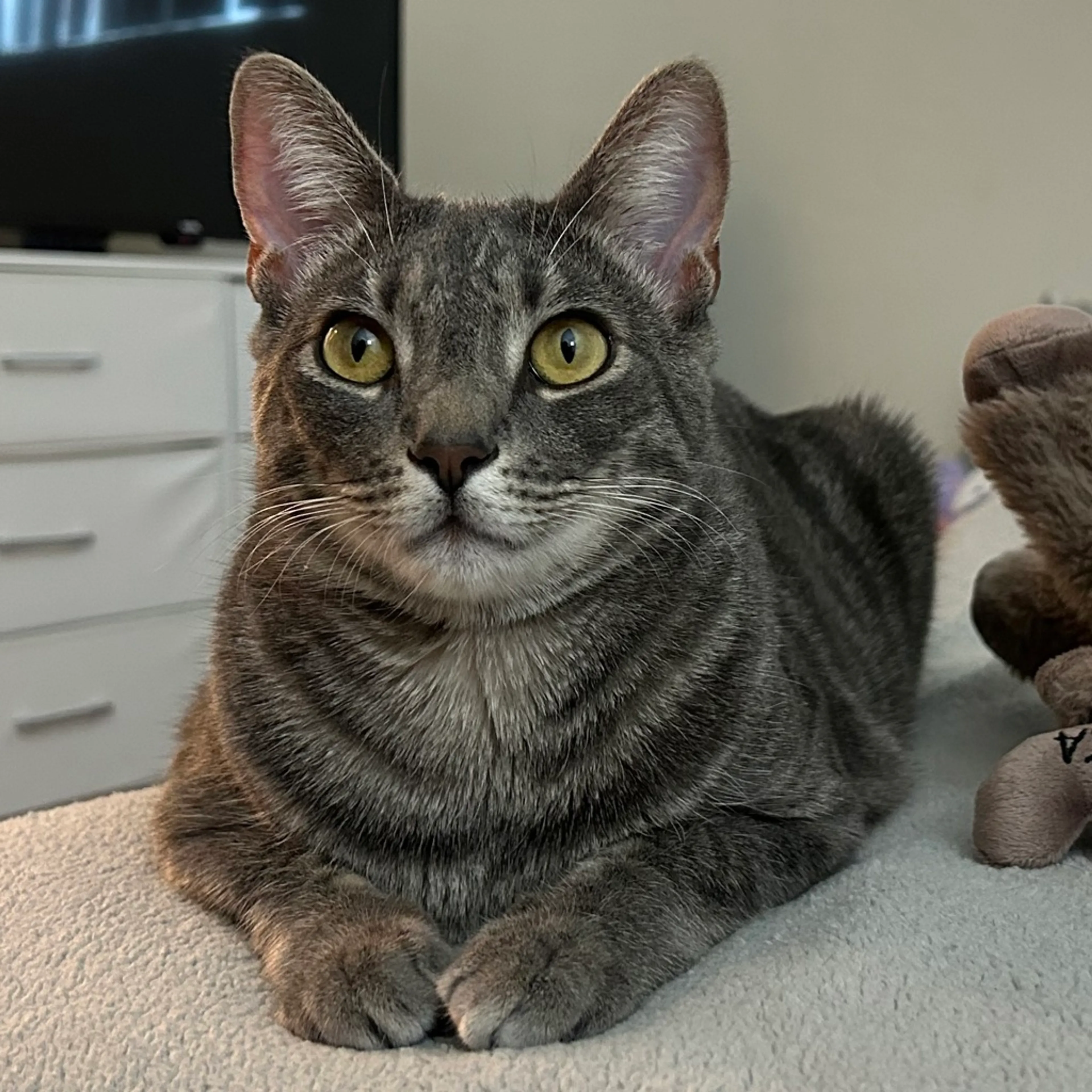 Found pet-0