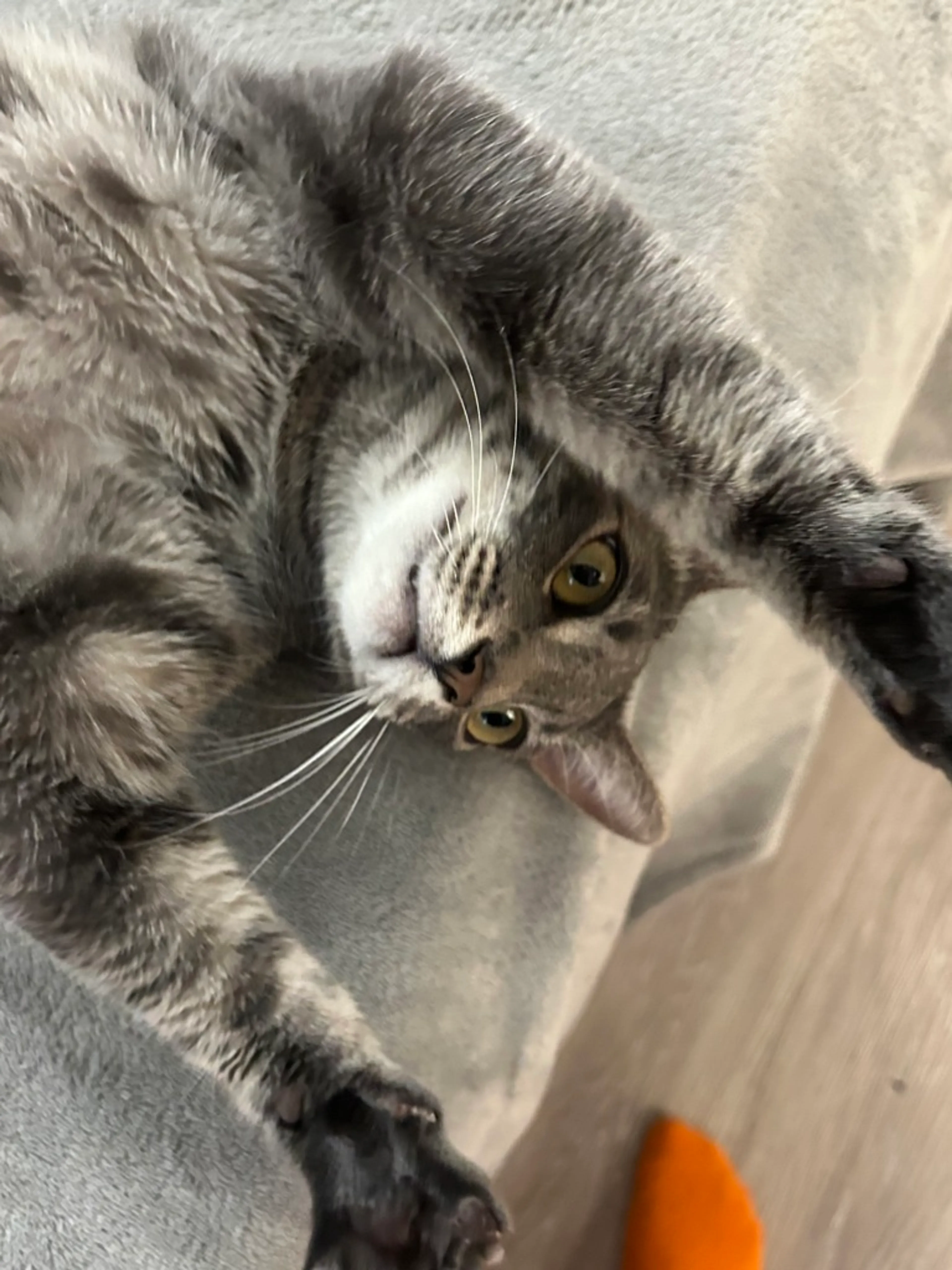 Found pet-3
